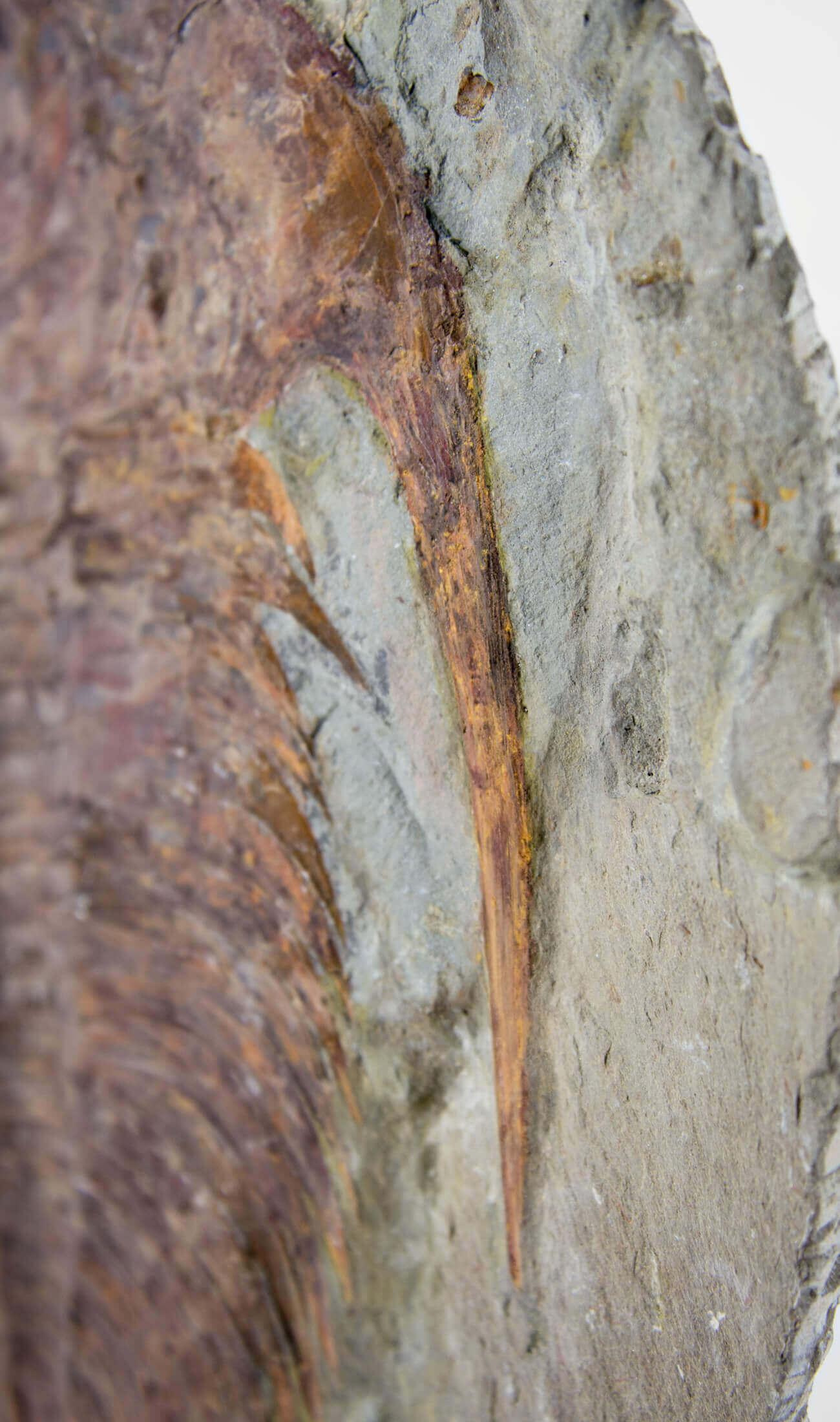 Ironstone Cambropalla fossile Trilobite sormontata da un supporto in ottone acidato in vendita