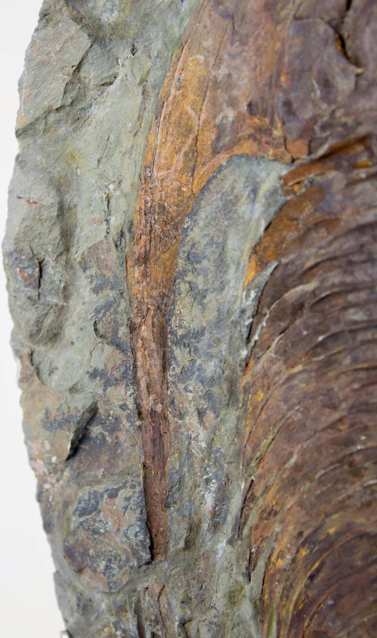 Cambropalla fossile Trilobite sormontata da un supporto in ottone acidato in vendita 1