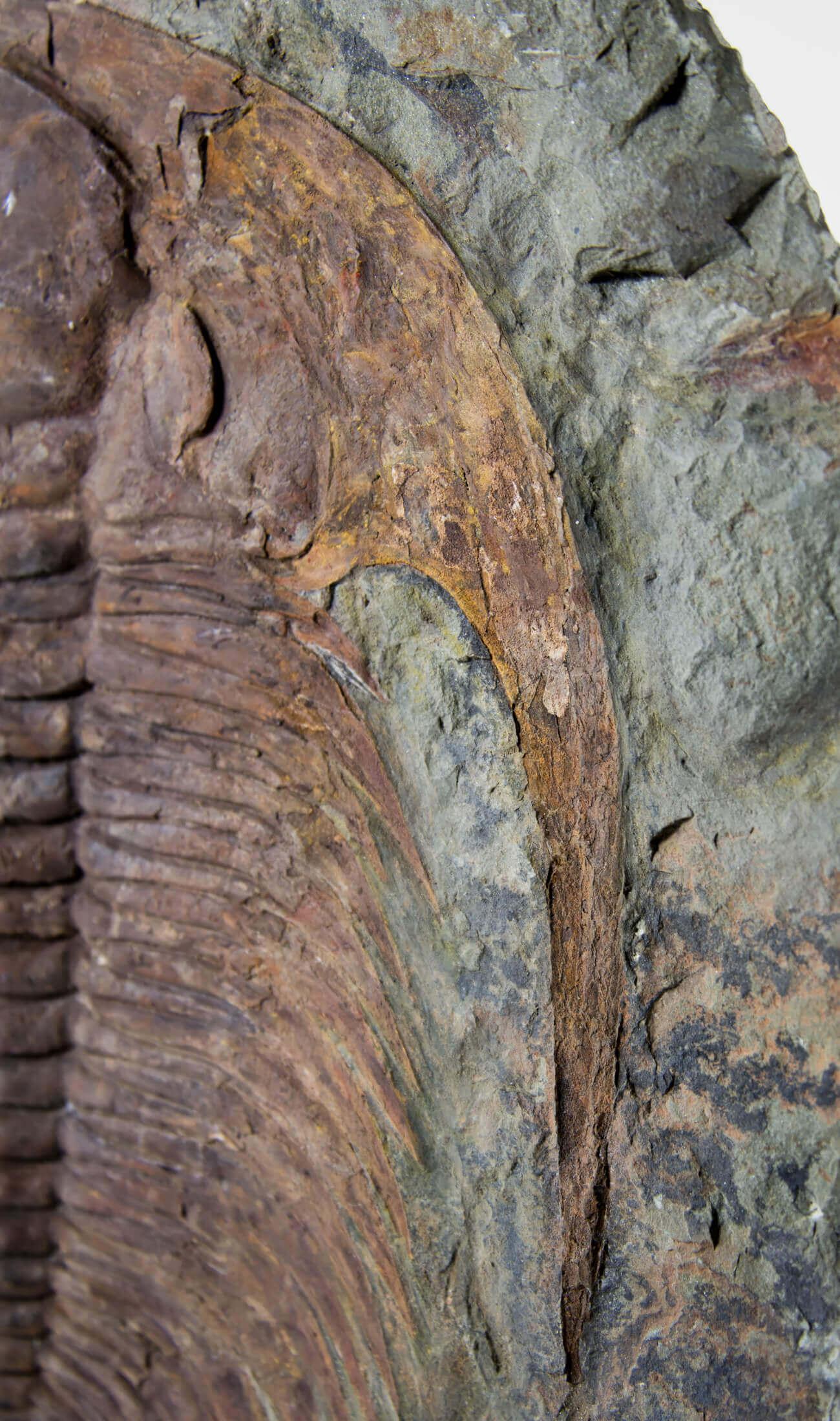 Cambropalla fossile Trilobite sormontata da un supporto in ottone acidato in vendita 2