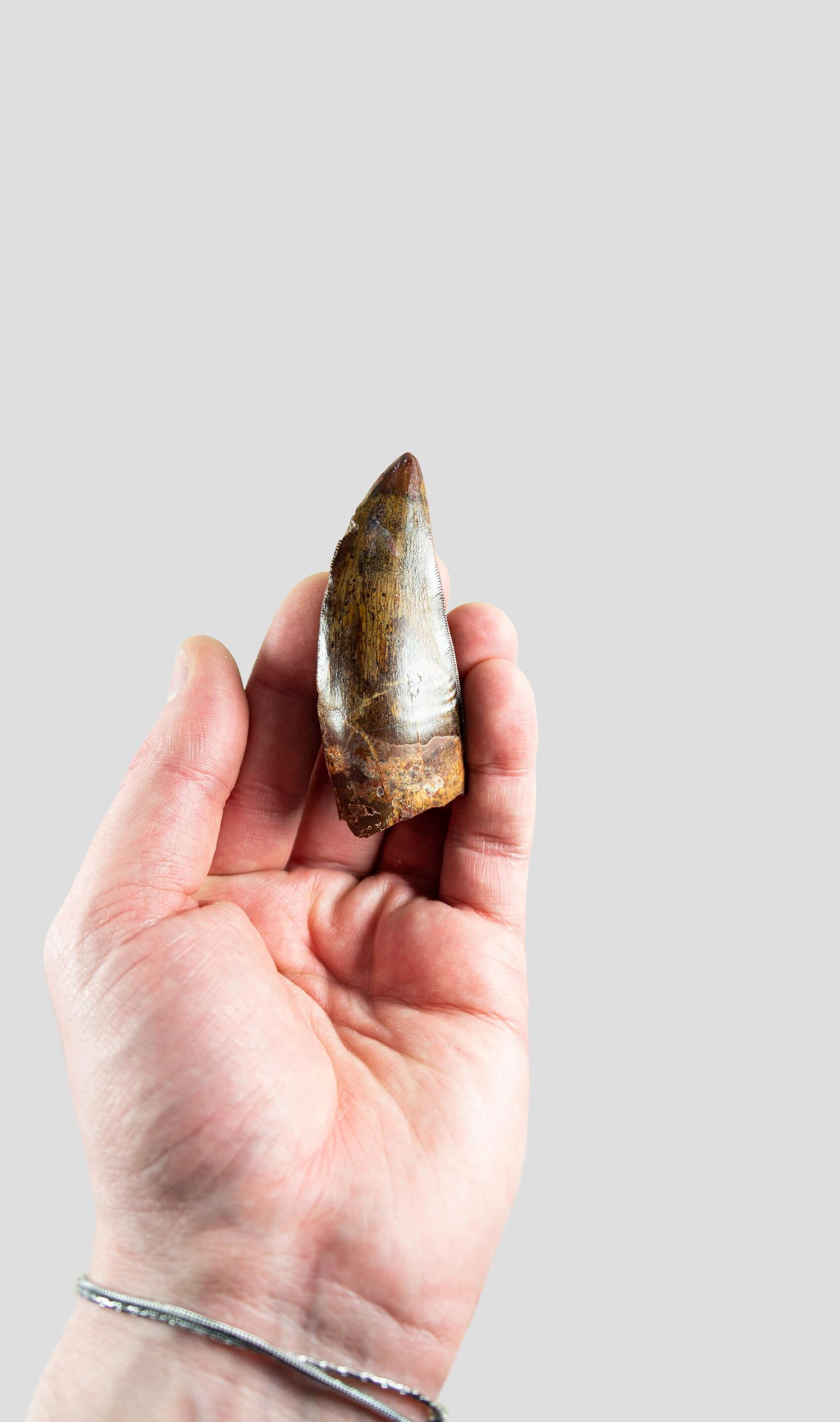 An impressive 76mm (longest curvature) Carcharodontosaurus saharicus dinosaur tooth, known as the North African Tyrannosaurus rex for its formidable size. A noteworthy discovery from the Northern African landscape, where this exotic theropod