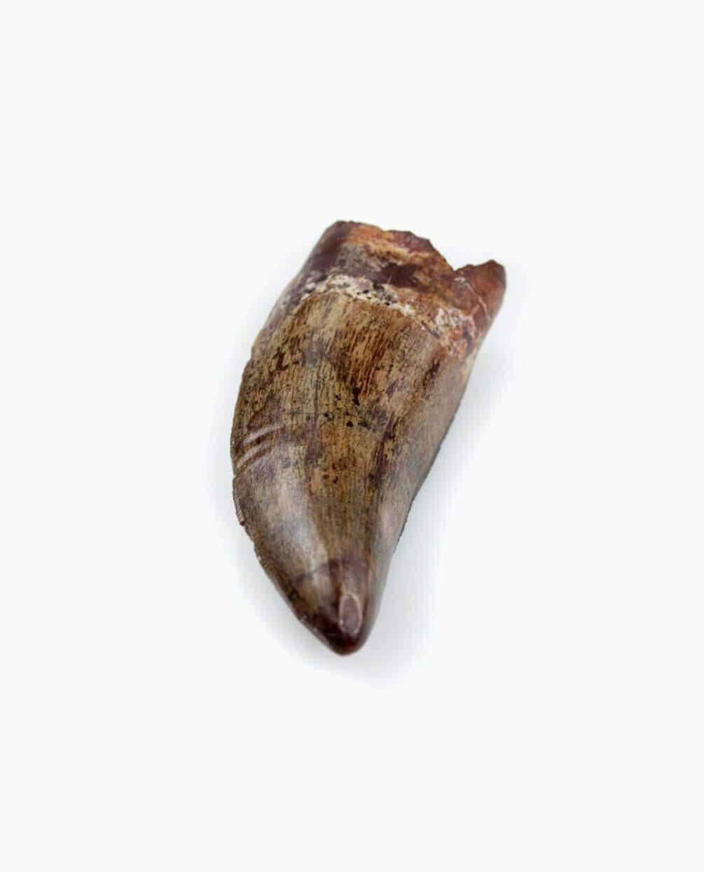 North African Carcharodontosaurus Saharicus N.African Tyrannosaurus Rex Dinosaur Tooth 74mm For Sale