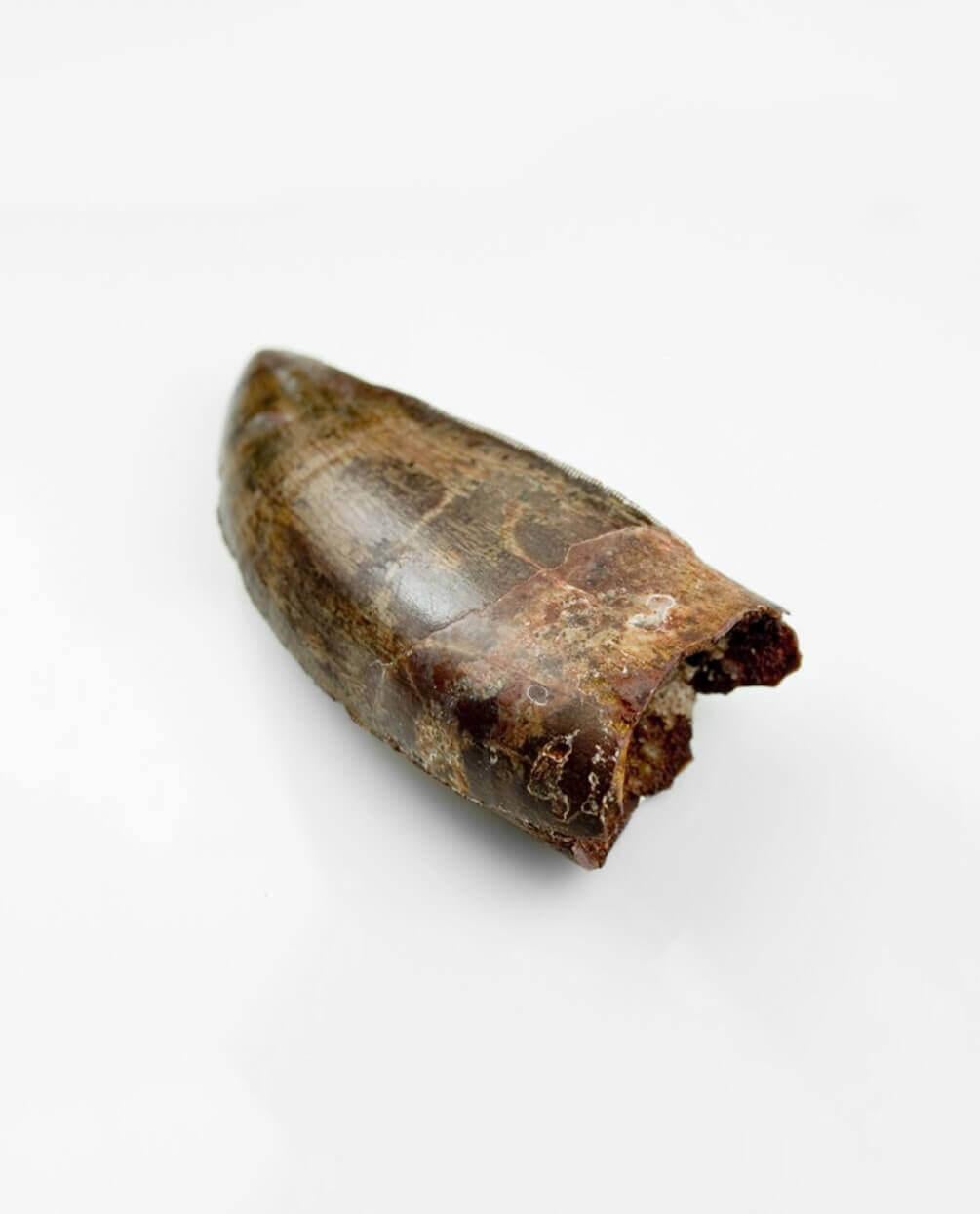 Carcharodontosaurus Saharicus N.African Tyrannosaurus Rex Dinosaur Tooth 74mm In Excellent Condition For Sale In Scorton, GB