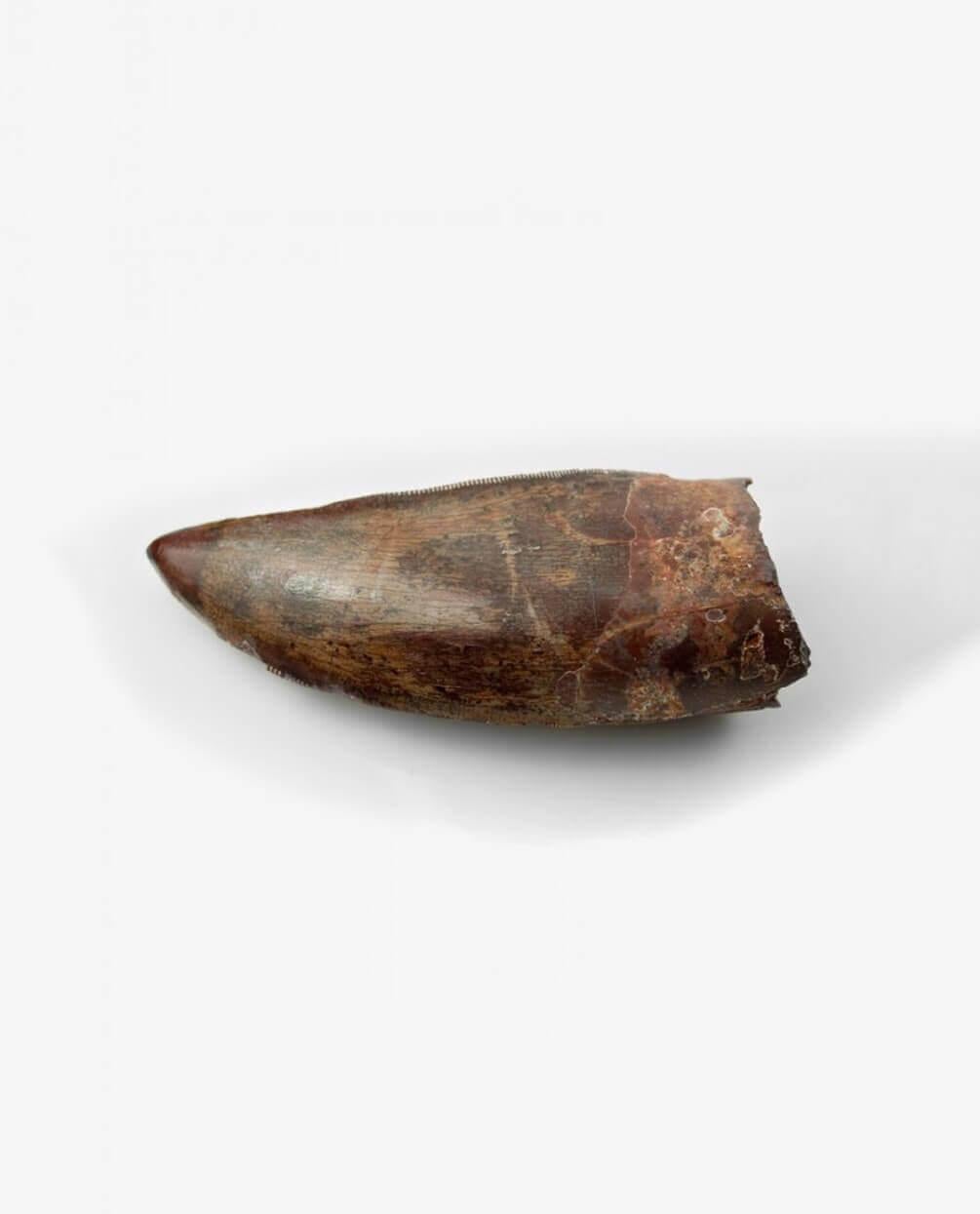 18th Century and Earlier Carcharodontosaurus Saharicus N.African Tyrannosaurus Rex Dinosaur Tooth 74mm For Sale