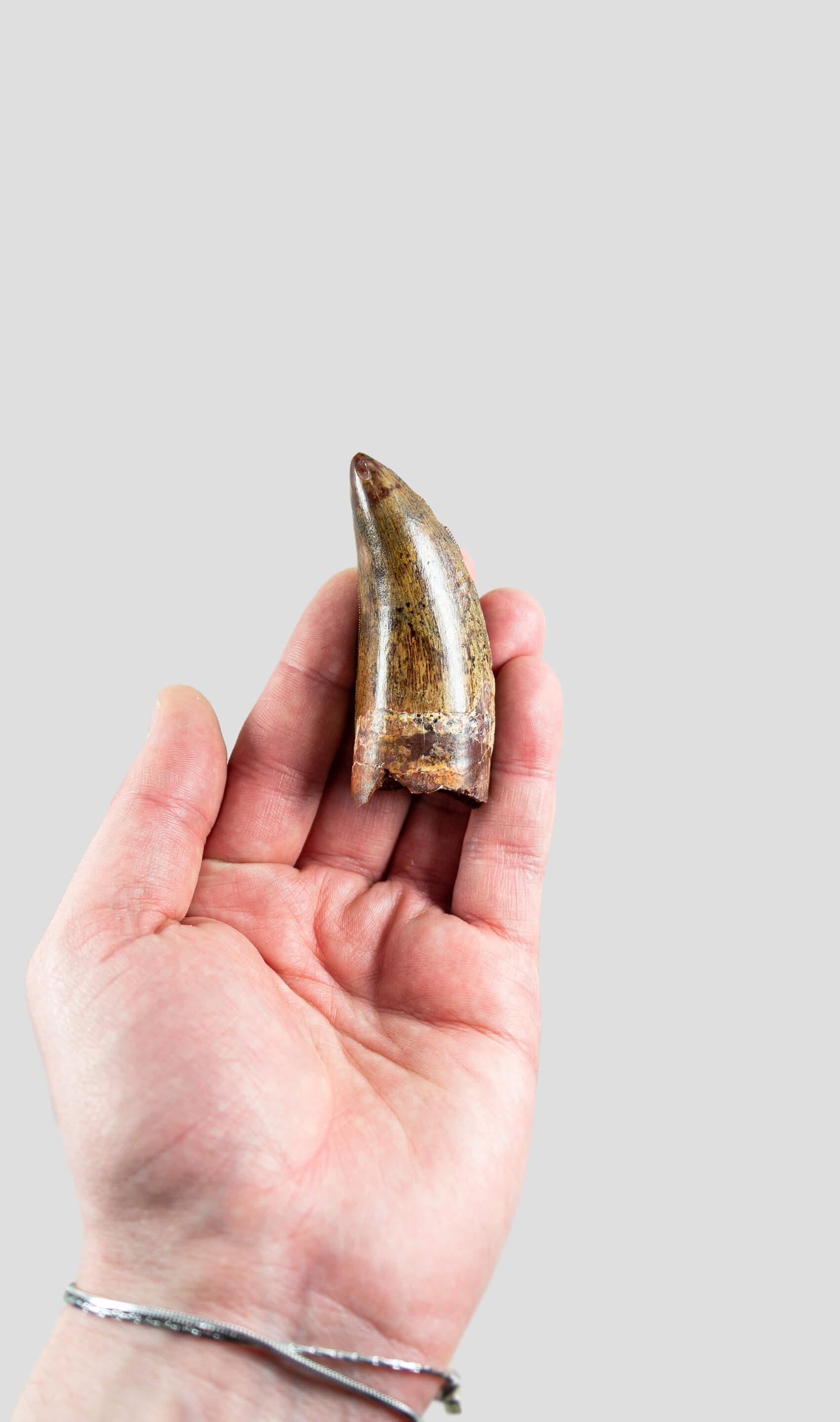 Prehistoric Carcharodontosaurus Saharicus N.African Tyrannosaurus Rex Dinosaur Tooth 74mm For Sale