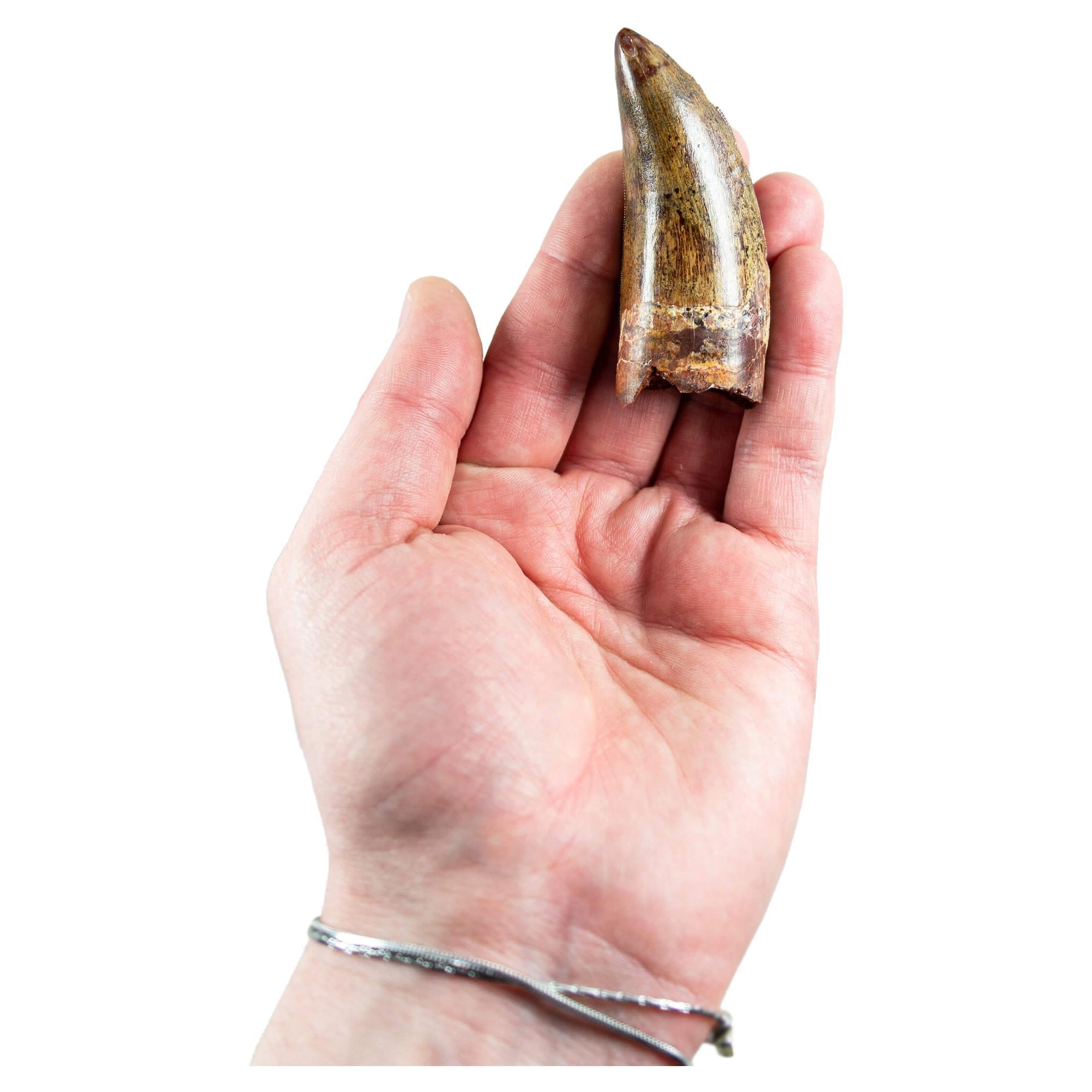 Carcharodontosaurus Saharicus N.African Tyrannosaurus Rex Dinosaur Tooth 74mm