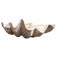 Fossil Clam Shell Basin, Pleistocene