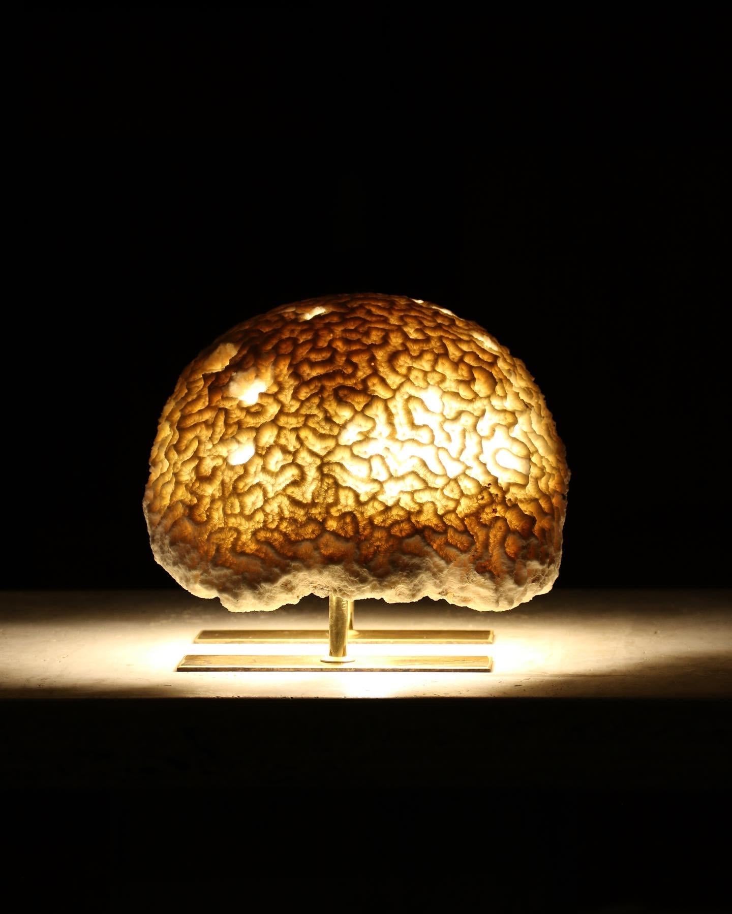 Prehistoric Fossil Coral, Brain Coral Lamp, Handcrafted and Ethically Sourced For Sale