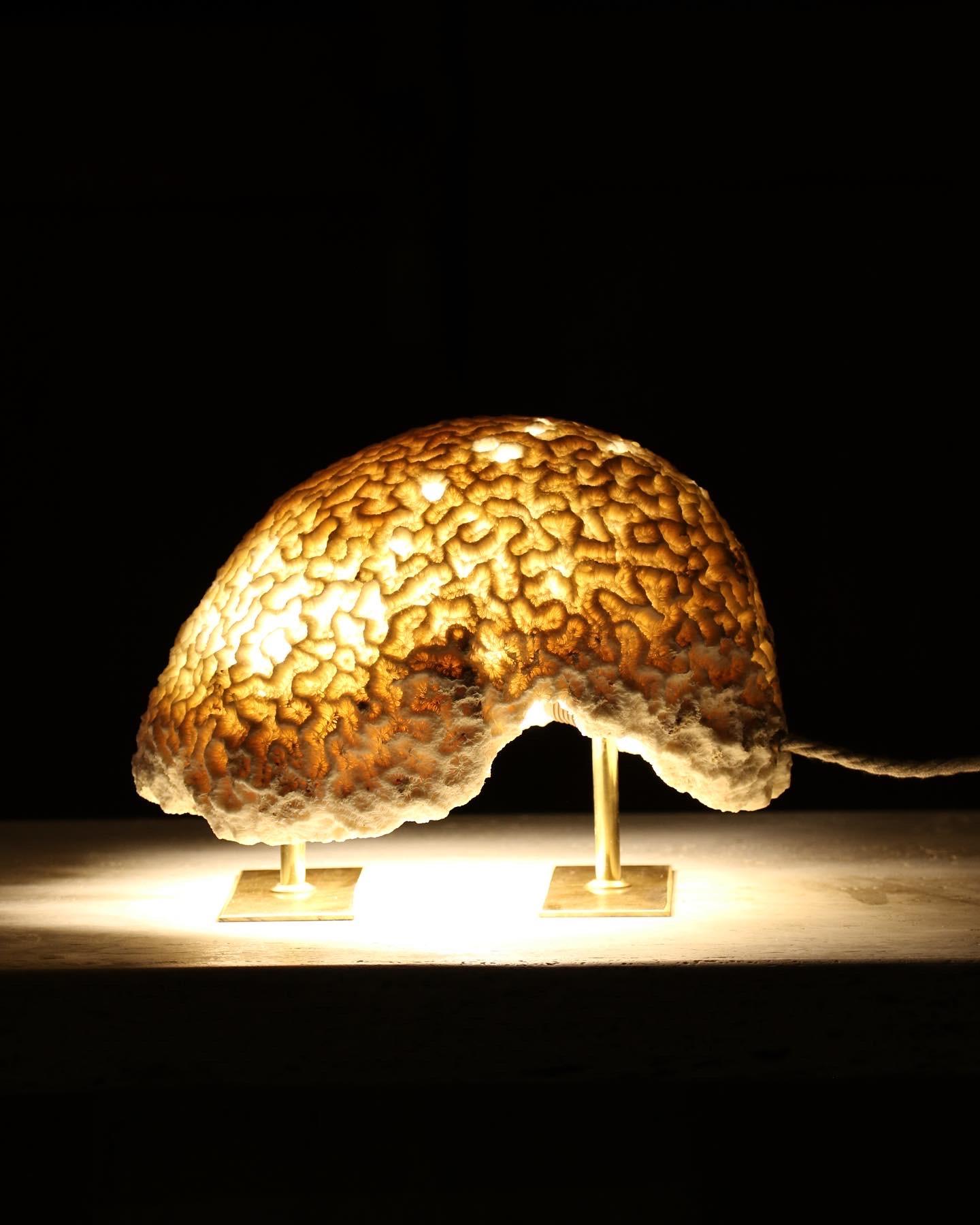Fossil Coral Brain Coral Lamp, a captivating fusion of nature's wonders and stunning craftsmanship, destined to be the centerpiece of conversation. Ethically sourced and delicately handcrafted by local artisans of the Marovo Lagoon, these precious