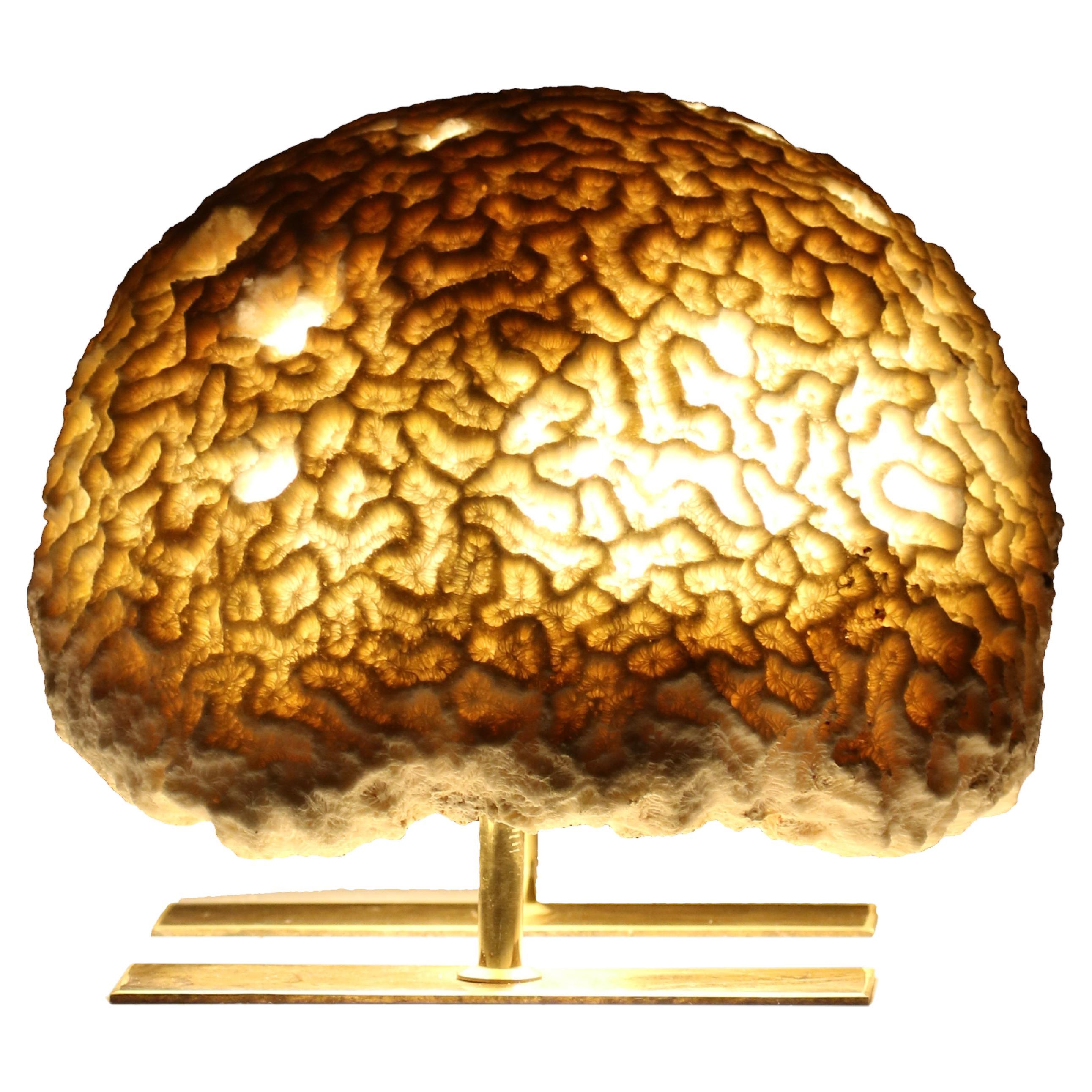 Fossil Coral Brain Coral Lamp, a captivating fusion of nature's wonders and stunning craftsmanship, destined to be the centerpiece of conversation. Ethically sourced and delicately handcrafted by local artisans of the Marovo Lagoon, these precious