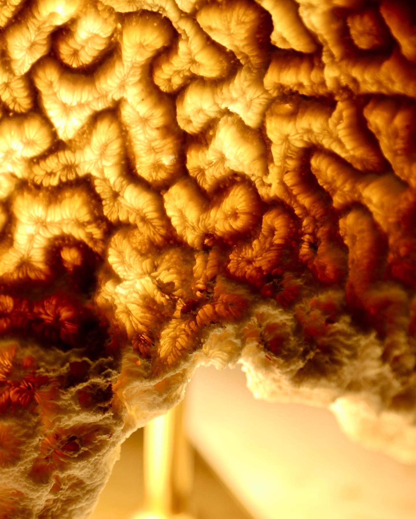 Prehistoric Fossil Coral, Brain Coral Lamp, Handcrafted and Ethically Sourced For Sale