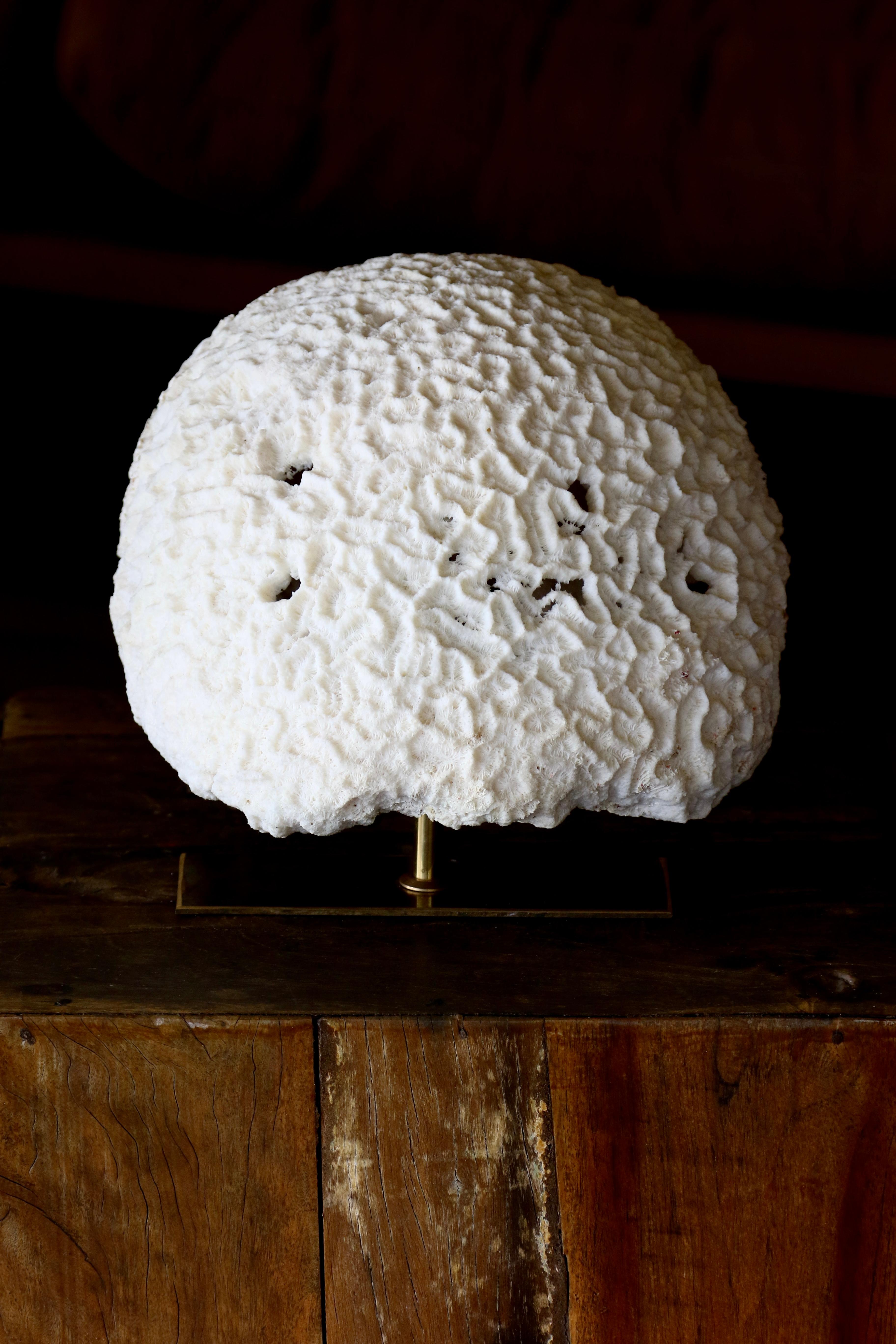 Solomon Islands Fossil Coral, Brain Coral Lamp, Handcrafted and Ethically Sourced For Sale