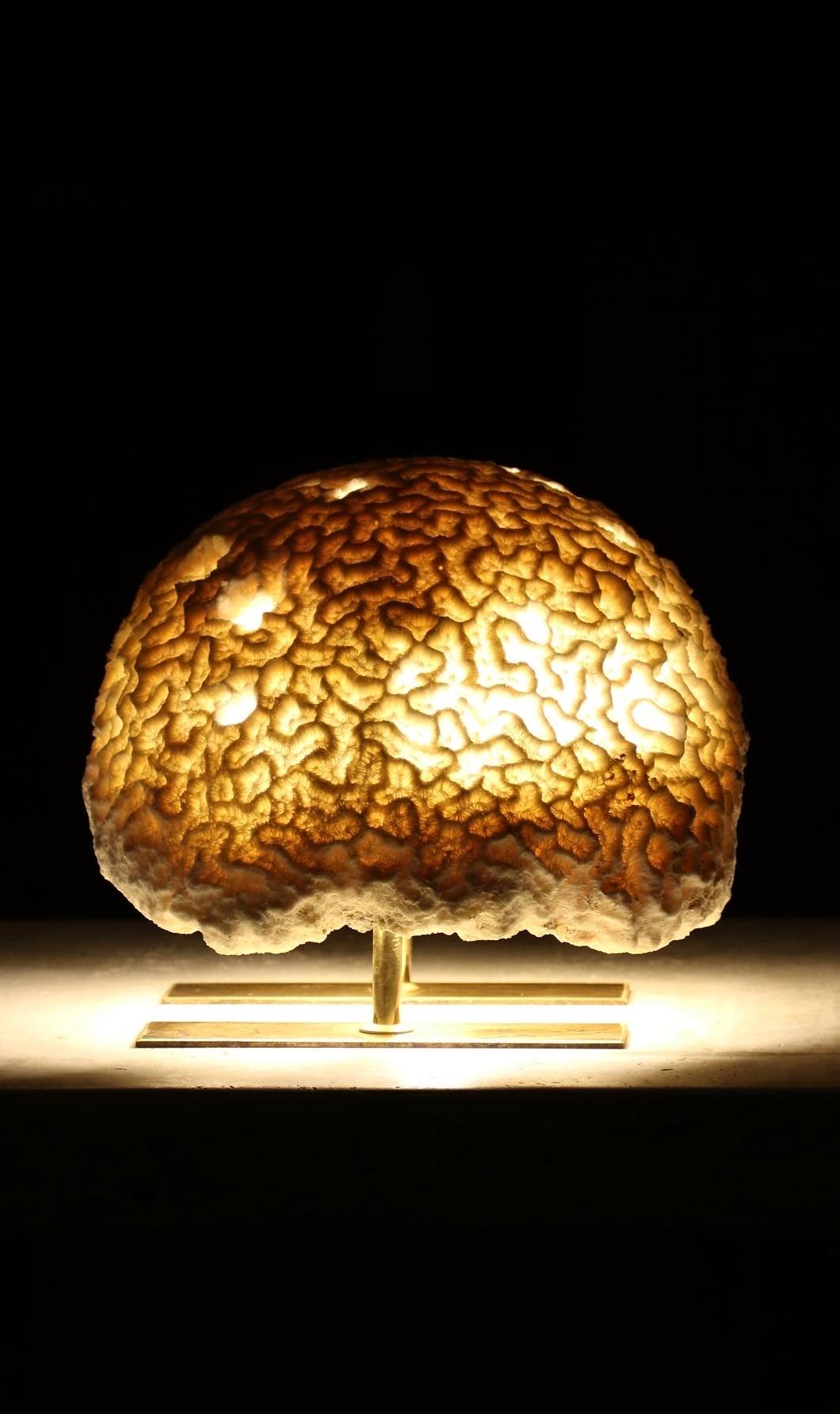 Carved Fossil Coral, Brain Coral Lamp, Handcrafted and Ethically Sourced For Sale