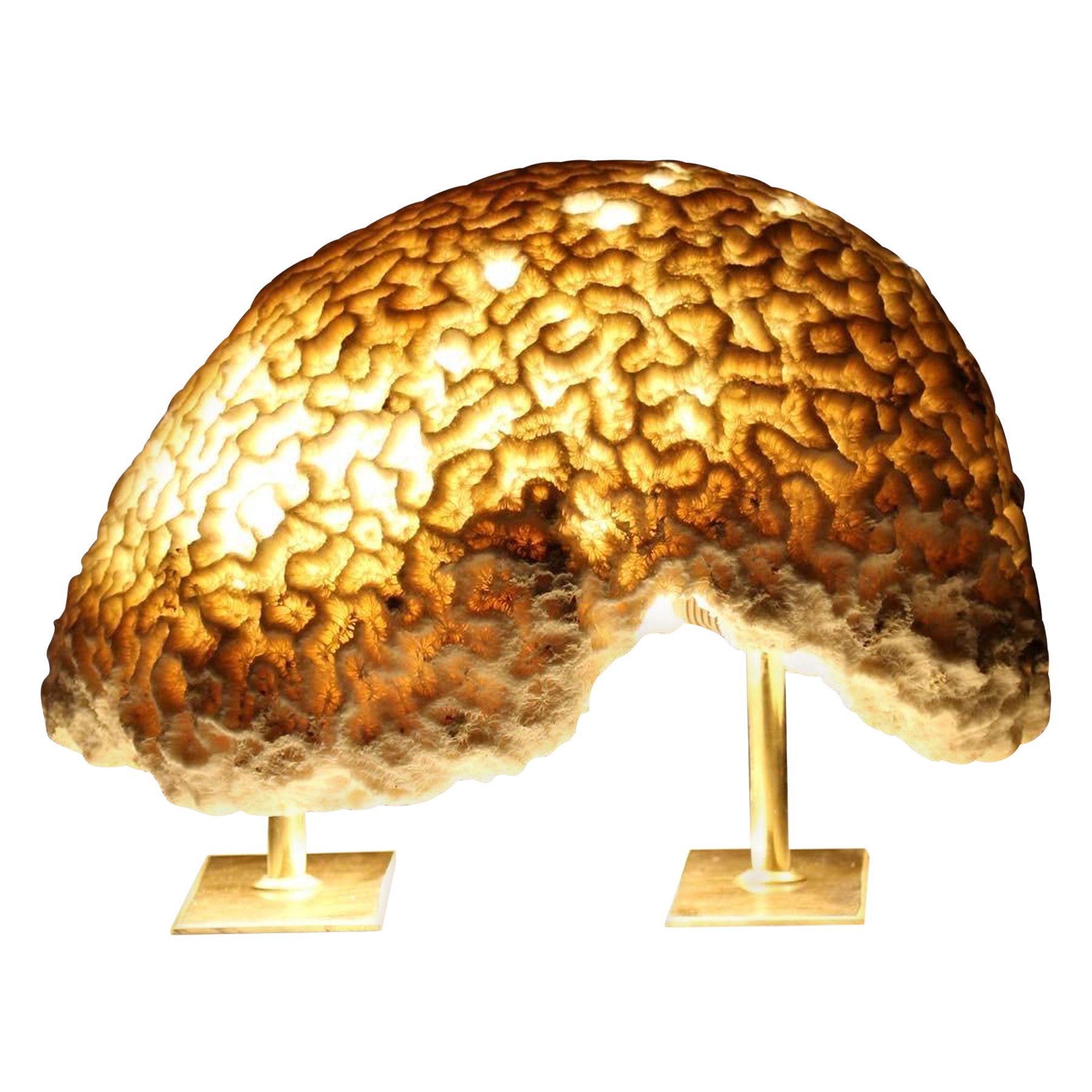 Coral fósil, lámpara de coral cerebral, hecha a mano y de origen ético