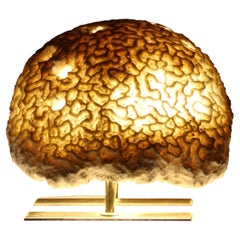 Fossil Coral, Brain Coral Lamp, Handcrafted and Ethically Sourced