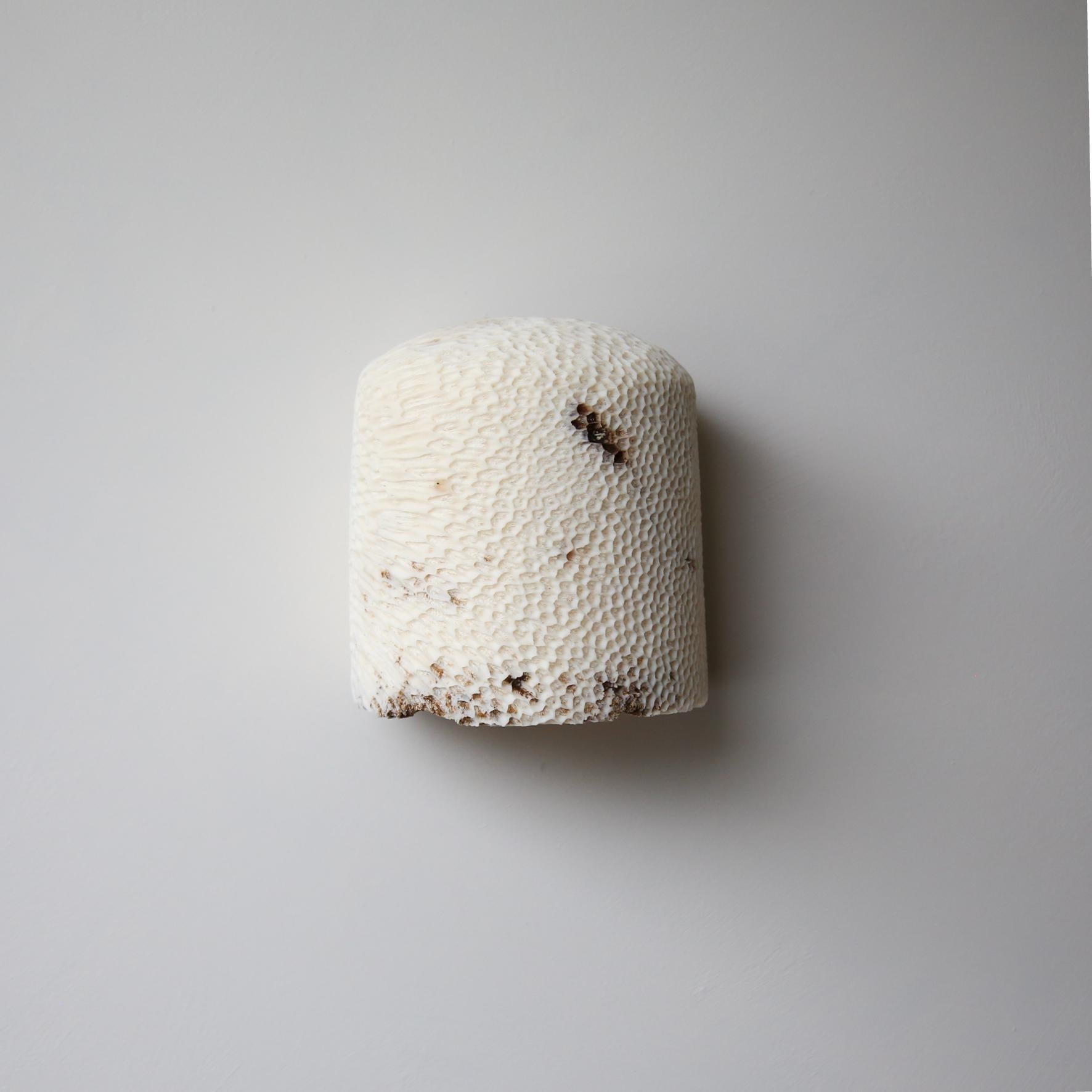 Lámpara de Pared Fósil Coral Dome Flush L by Marovo Island Traders en venta 3