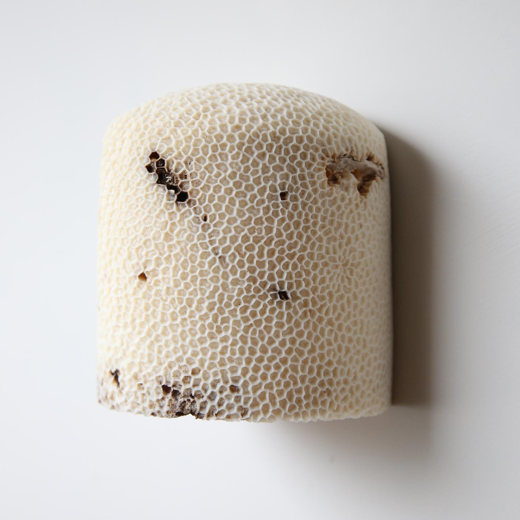 Lámpara de Pared Fósil Coral Dome Flush L by Marovo Island Traders
Dimensiones: Ø 14 x A 16 cm. 
Materiales: Latón, Coral fósil. 

Todas nuestras lámparas pueden cablearse según cada país. Si se vende a EEUU, se cableará para EEUU, por