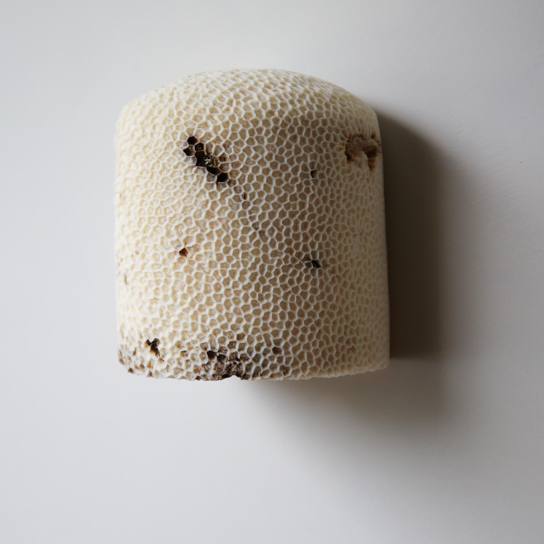 Lámpara de Pared Fósil Coral Dome Flush L by Marovo Island Traders Siglo XXI y contemporáneo en venta