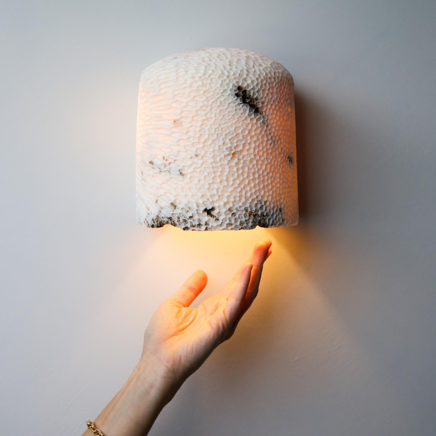 Lámpara de Pared Fósil Coral Dome Flush L by Marovo Island Traders Siglo XXI y contemporáneo en venta