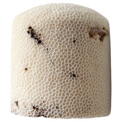Lámpara de Pared Fósil Coral Dome Flush L by Marovo Island Traders