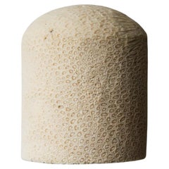 Lámpara de Pared Fósil Coral Dome Flush L by Marovo Island Traders