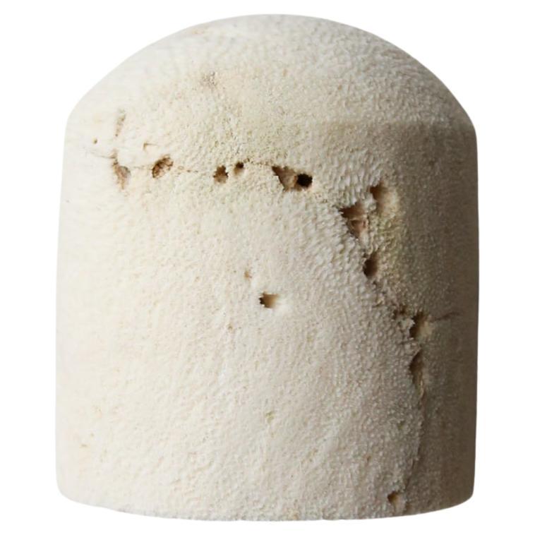 Fossil Coral Dome Flush Wall Light L by Marovo Island Traders