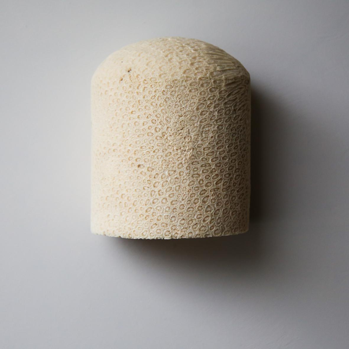 Fossil Coral Dome Flush Wall Sconce 'Large', Handcrafted & Ethically Sourced For Sale 3