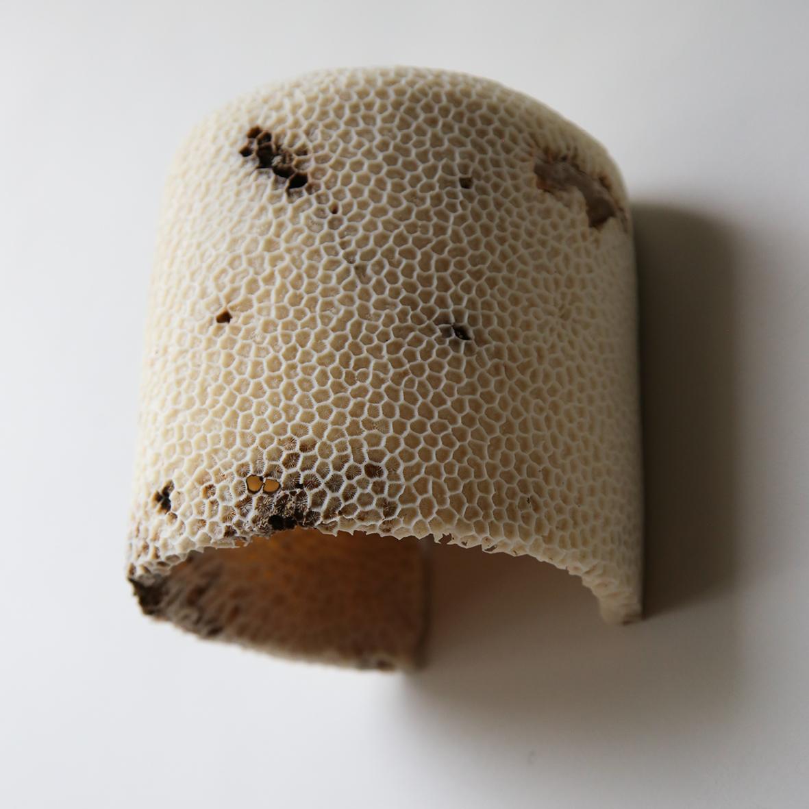 Fossil Coral Dome Flush Wall Sconce 'Large', Handcrafted & Ethically Sourced For Sale 4