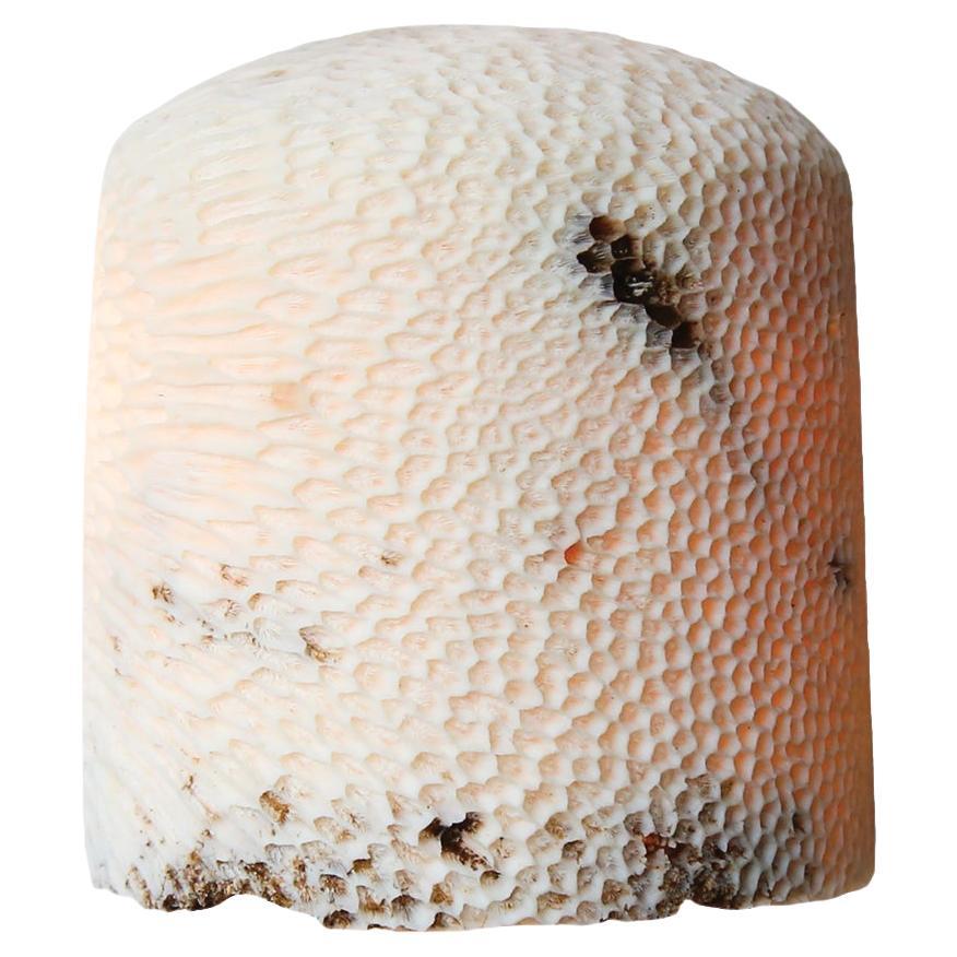 This Fossil Coral Brain Dome Wall Sconce (Medium) is a captivating fusion of nature's wonders and stunning craftsmanship, destined to bring a unique aesthetic warmth and etherial glow to your space. Ethically sourced and delicately handcrafted by