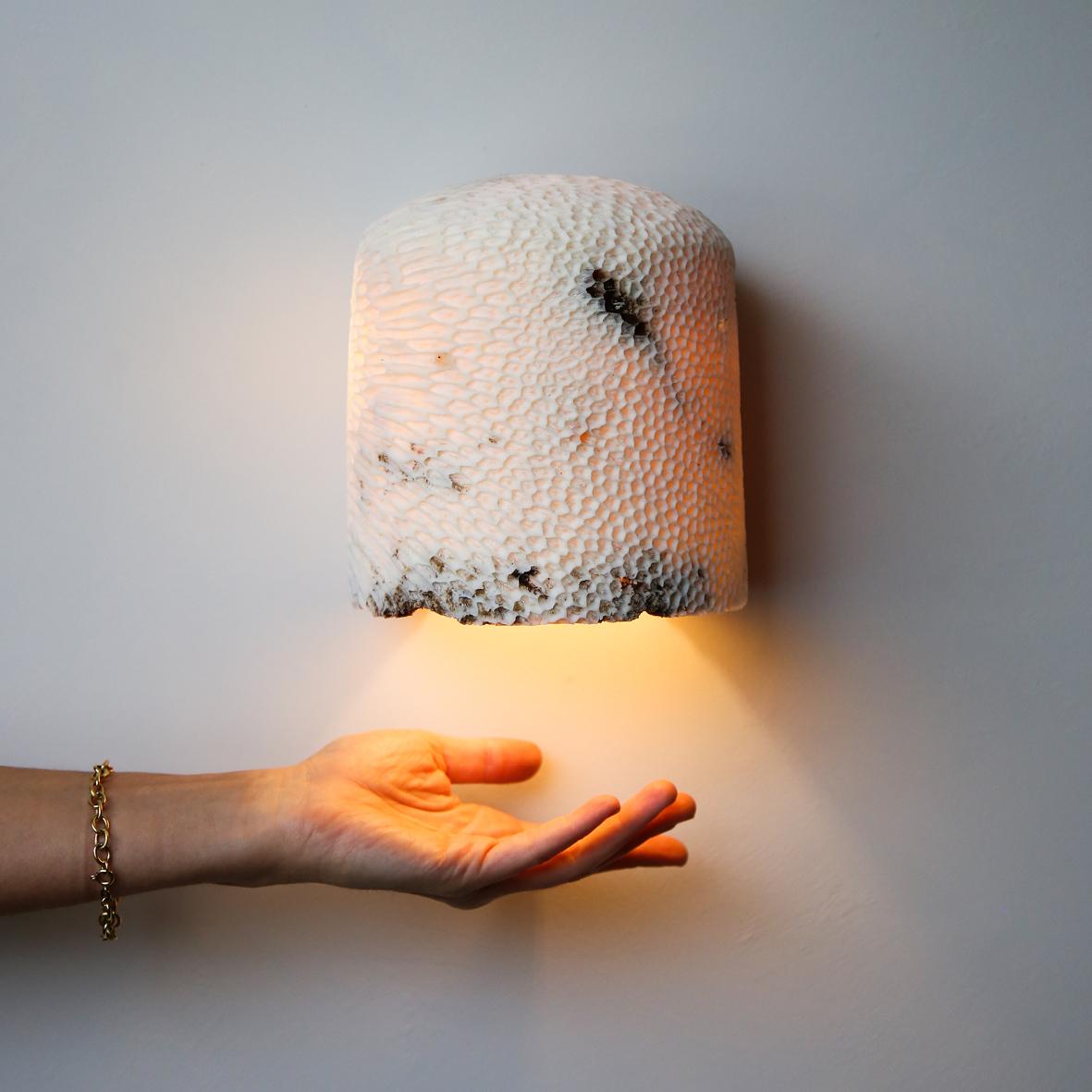 Prehistoric Fossil Coral Dome Flush Wall Sconce 'Large', Handcrafted & Ethically Sourced For Sale