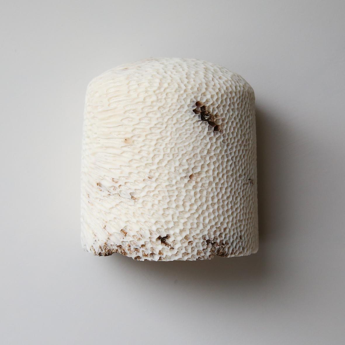Solomon Islands Fossil Coral Dome Flush Wall Sconce 'Large', Handcrafted & Ethically Sourced For Sale