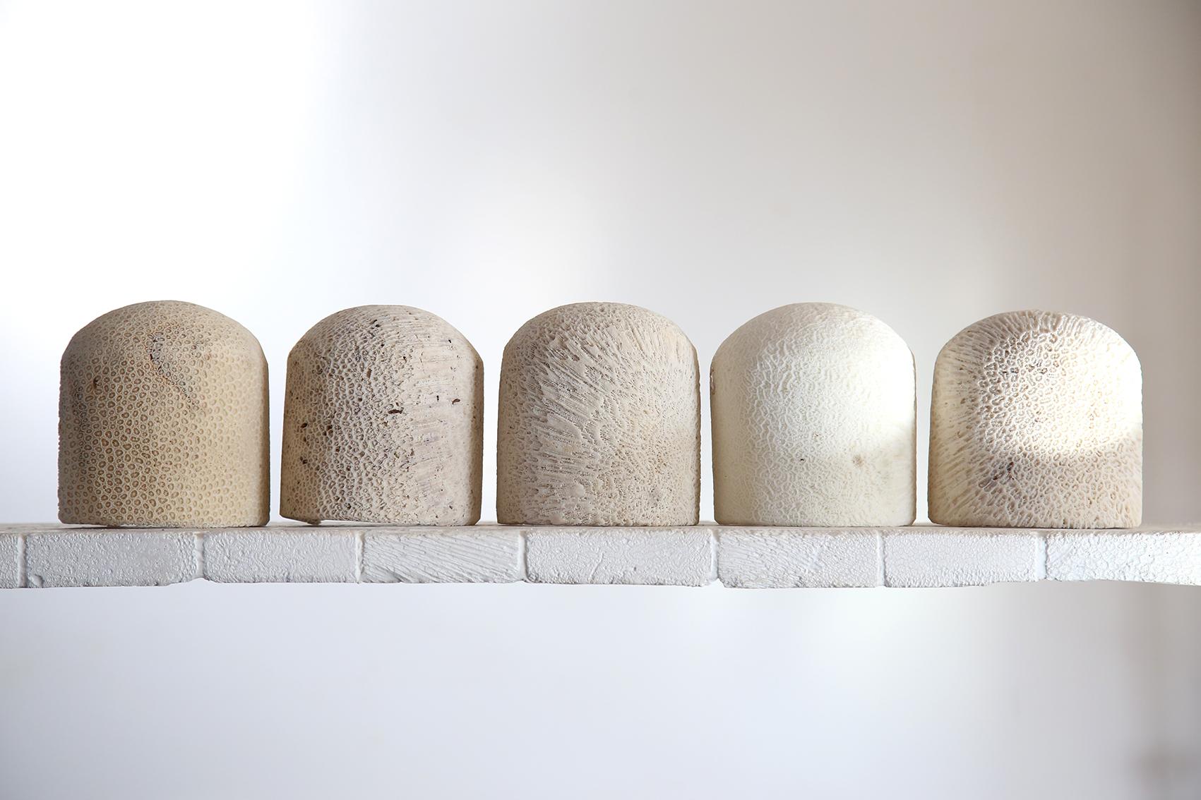 Fossil Coral Wall Light - Dome (L) - Hand-Crafted, Ethical, Chic, Relic in vendita 2