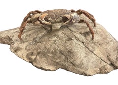 Fossil Crab (Galene granulifera) from Taiwan, Pliocene Period