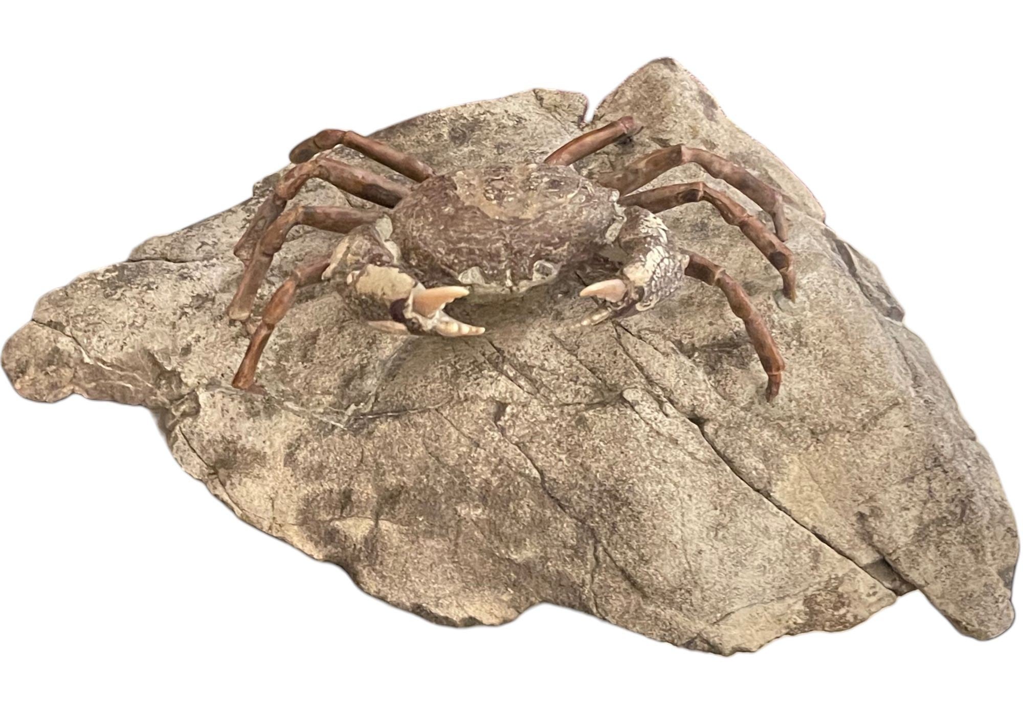 Fossil Crab (Galene granulifera) from Taiwan, Pliocene Period