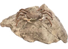 Fossil Crab (Galene granulifera) from Taiwan, Pliocene Period