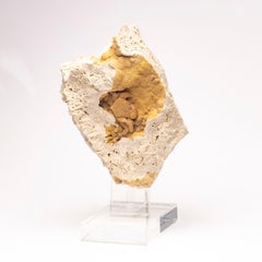 Fossil Crab in Travertine from Anatolia, South of Turkey, Pleistocene Period
