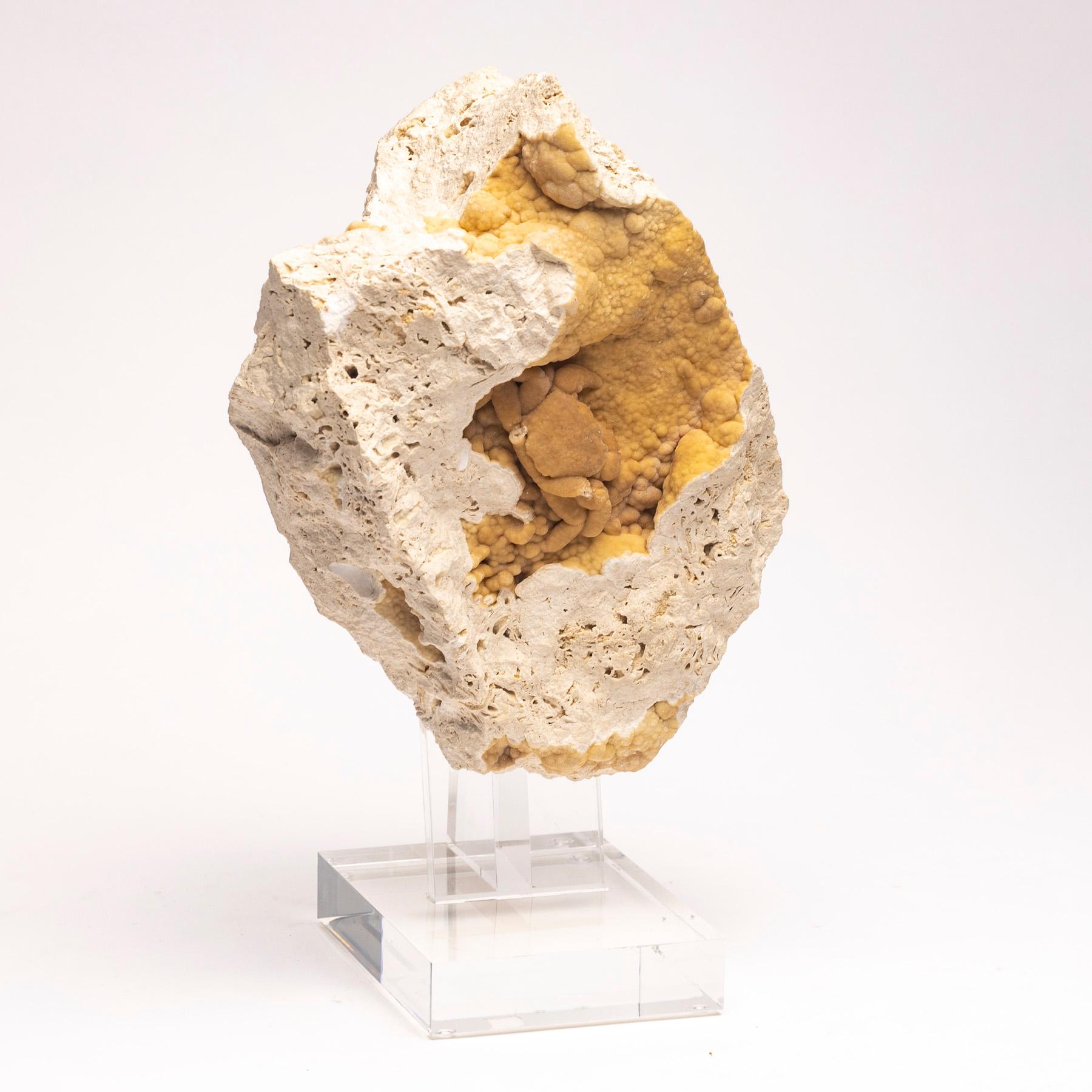Organique crabe fossile d'Anatolie, sud de la Turquie, période du Pléistocène