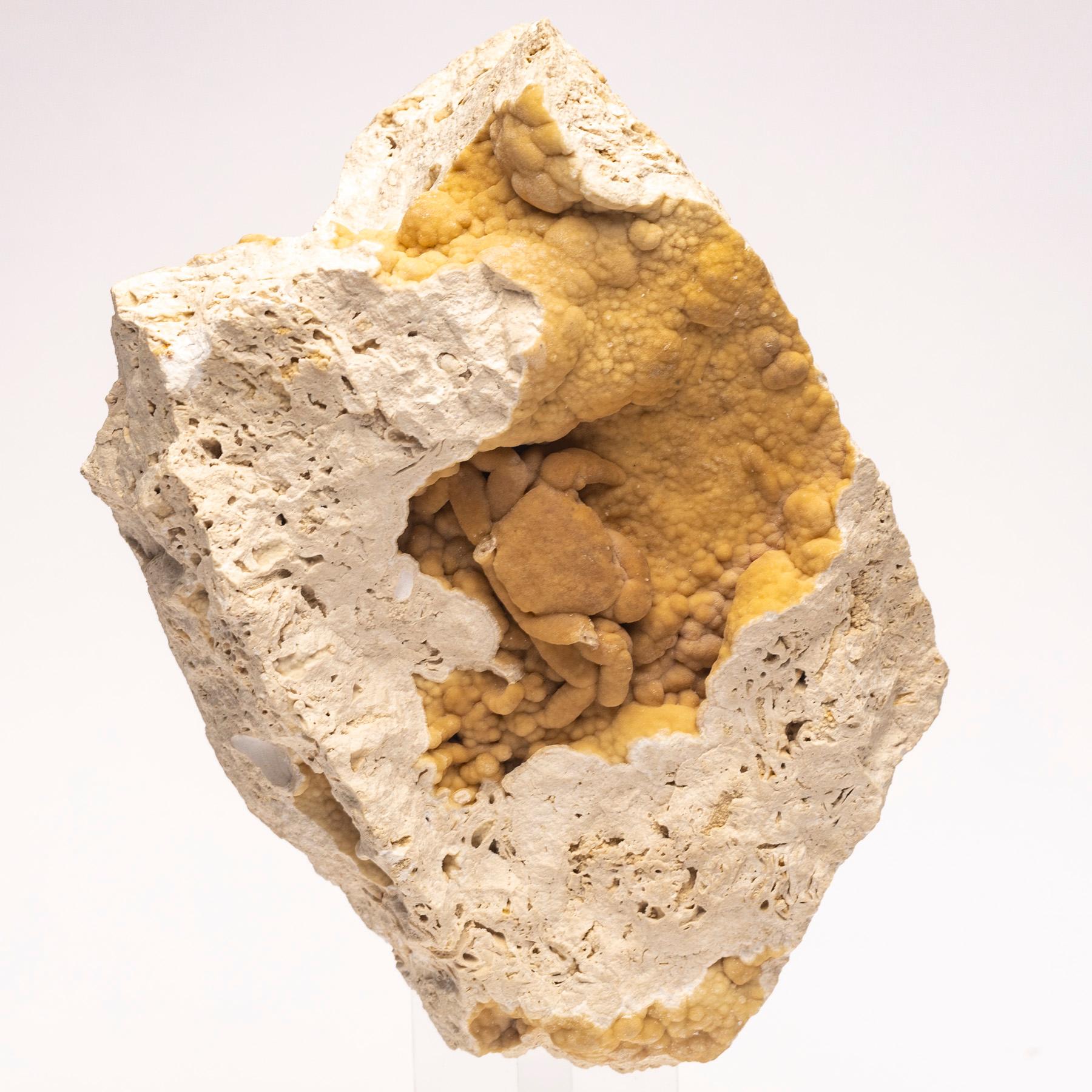 Mexicain crabe fossile d'Anatolie, sud de la Turquie, période du Pléistocène