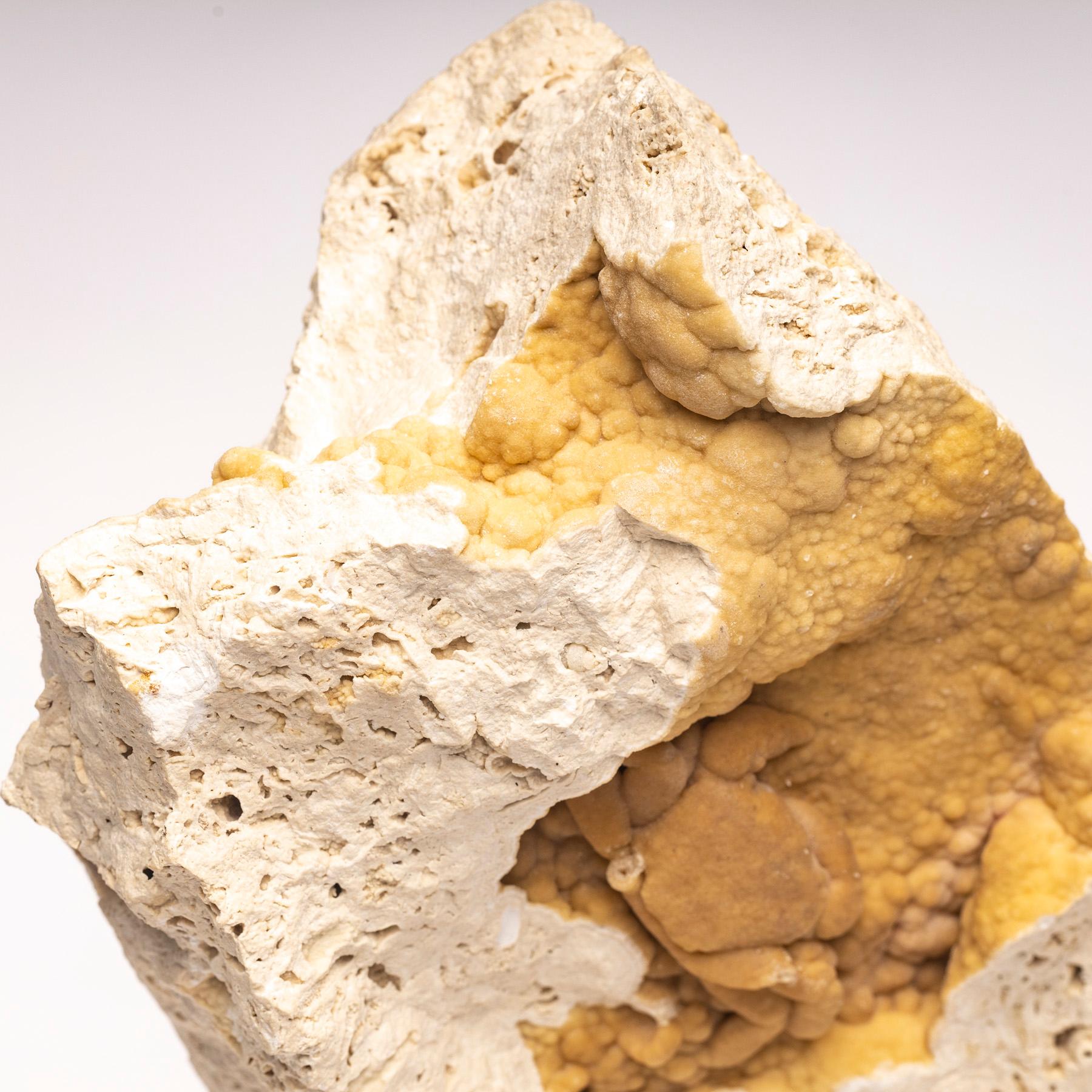 crabe fossile d'Anatolie, sud de la Turquie, période du Pléistocène 1