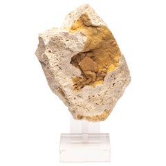 crabe fossile d'Anatolie, sud de la Turquie, période du Pléistocène