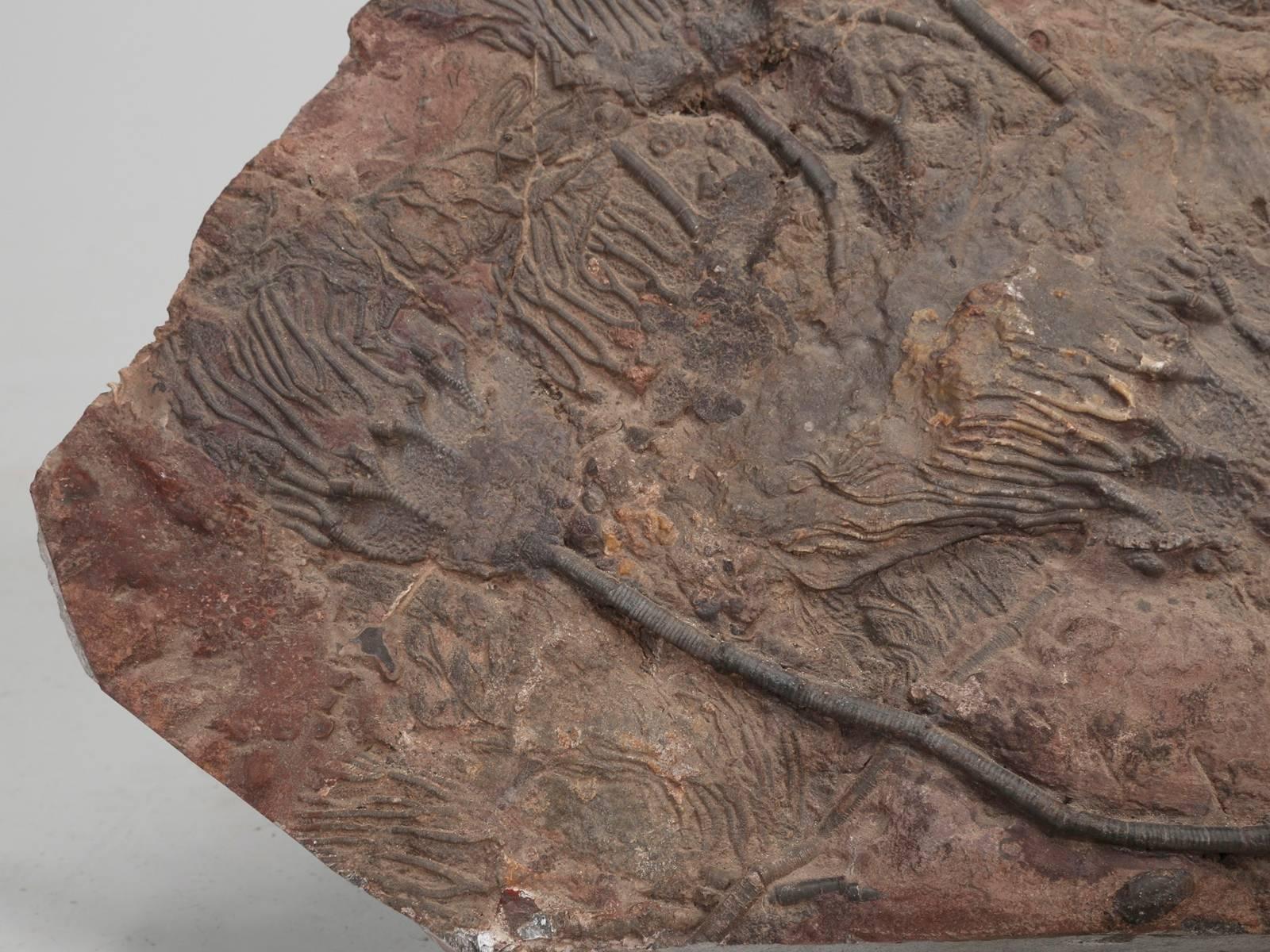 Fossil crinoid or Scyhocrinus elegans
From the Devonian period or about 360 million years old and discovered in Morocco.
Commonly referred to as sea lilies. Crinoids are a member of the echinoderm group of animals and lived in the sea.
 