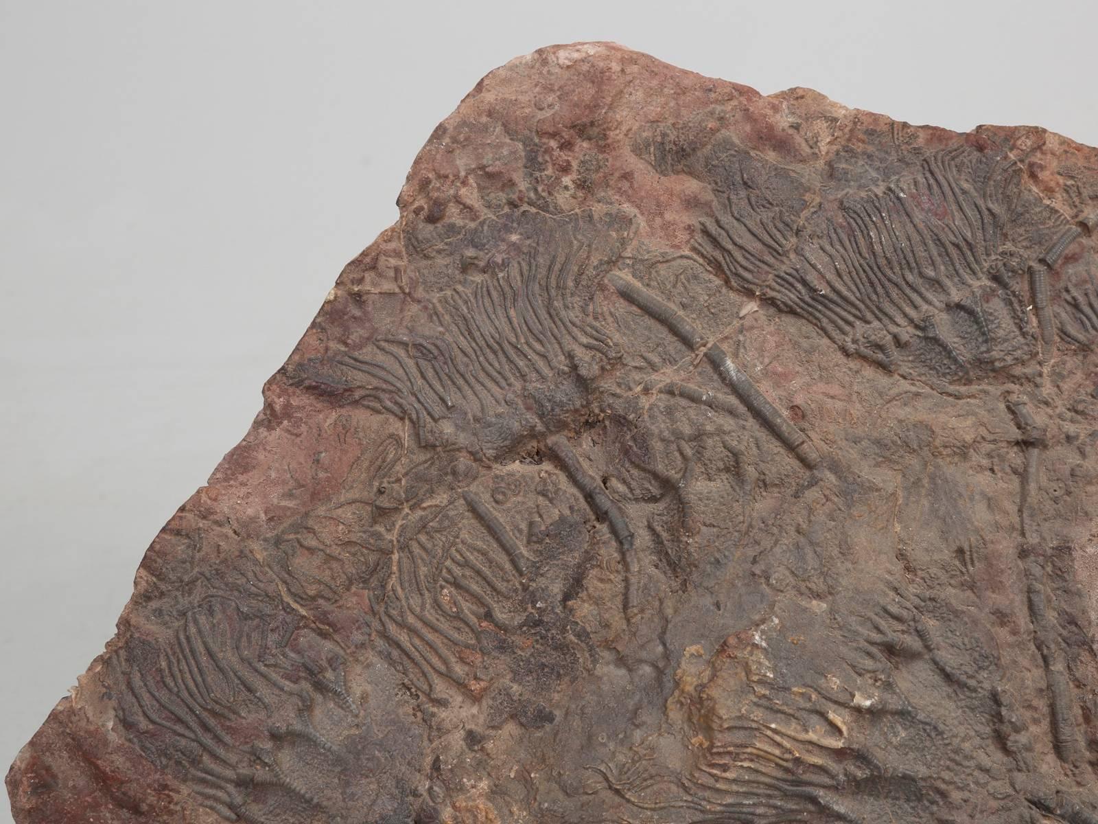 Moroccan Fossil Crinoid, 350 Million Years Old