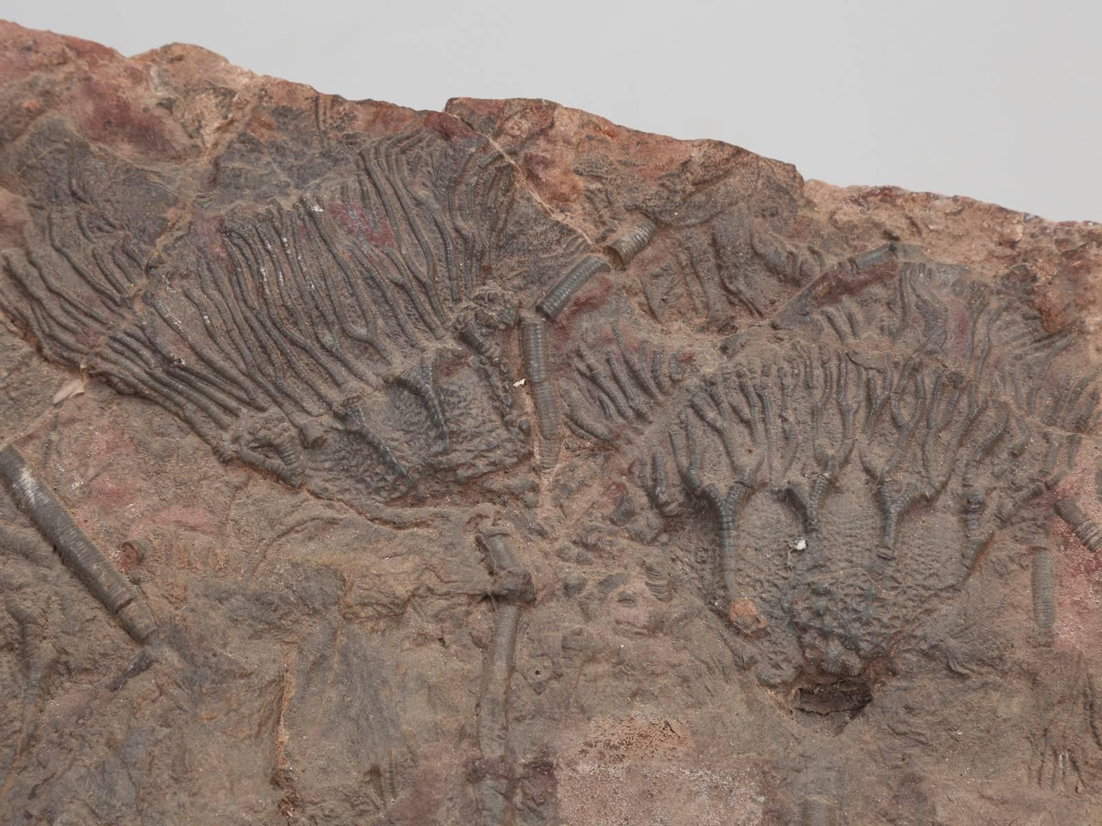 18th Century and Earlier Fossil Crinoid, 350 Million Years Old
