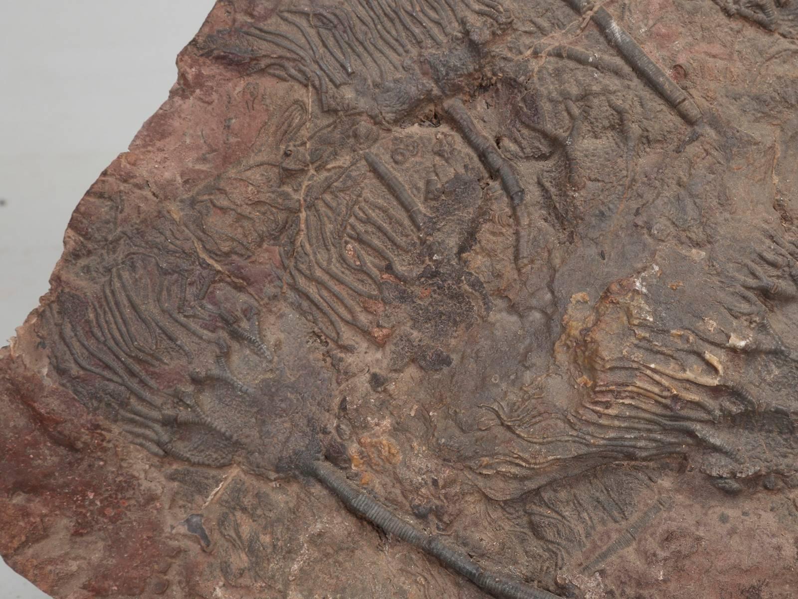 Fossil Crinoid, 350 Million Years Old 1