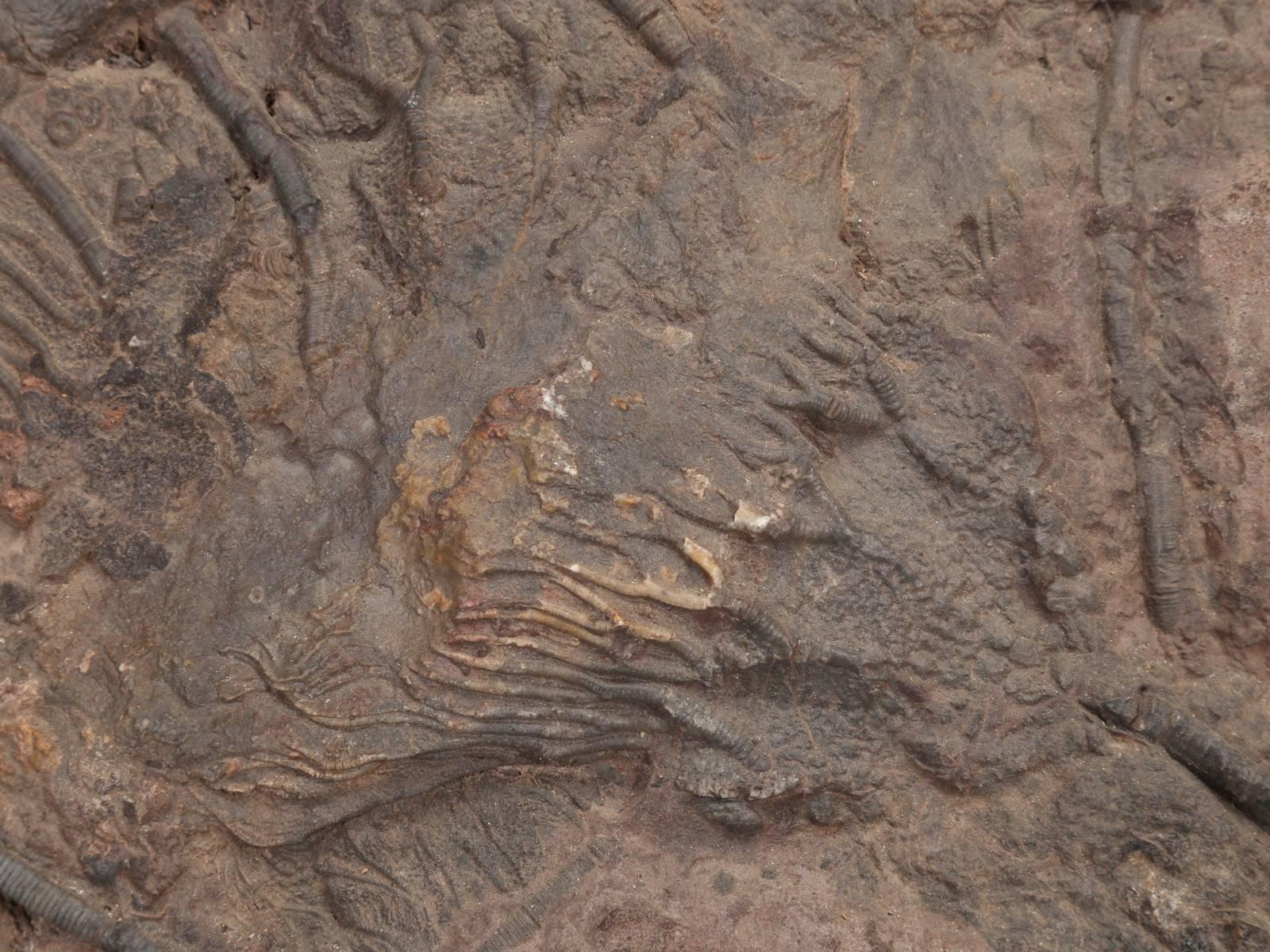 Fossil Crinoid, 350 Million Years Old 2