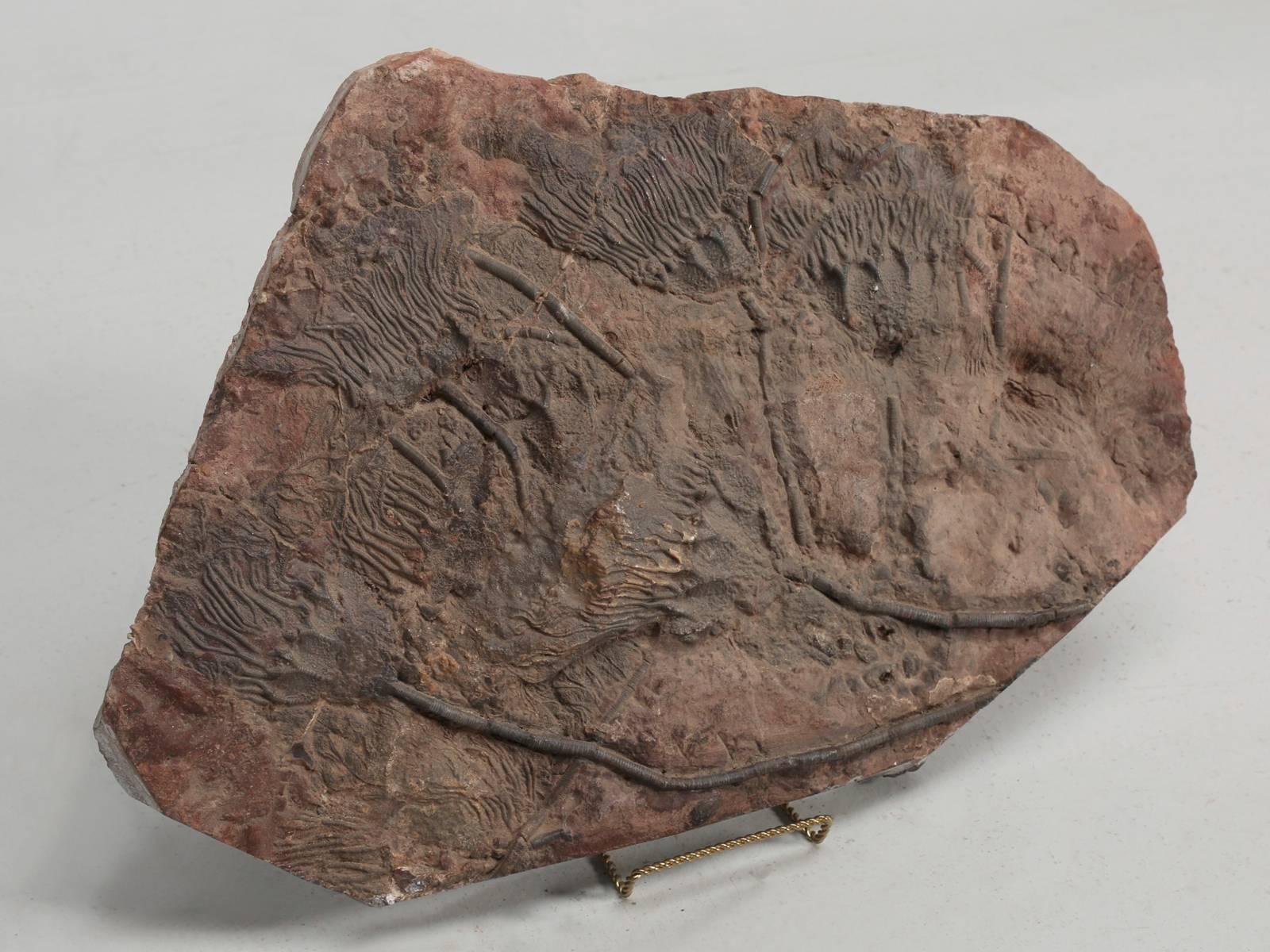 Fossil Crinoid, 350 Million Years Old 3
