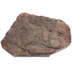 Fossil Crinoid, 350 Million Years Old
