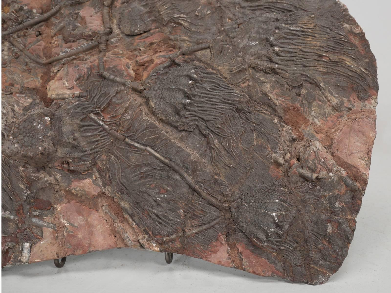 Moroccan Fossil Crinoid or Scyhocrinus Elegans 350 Million Years Old