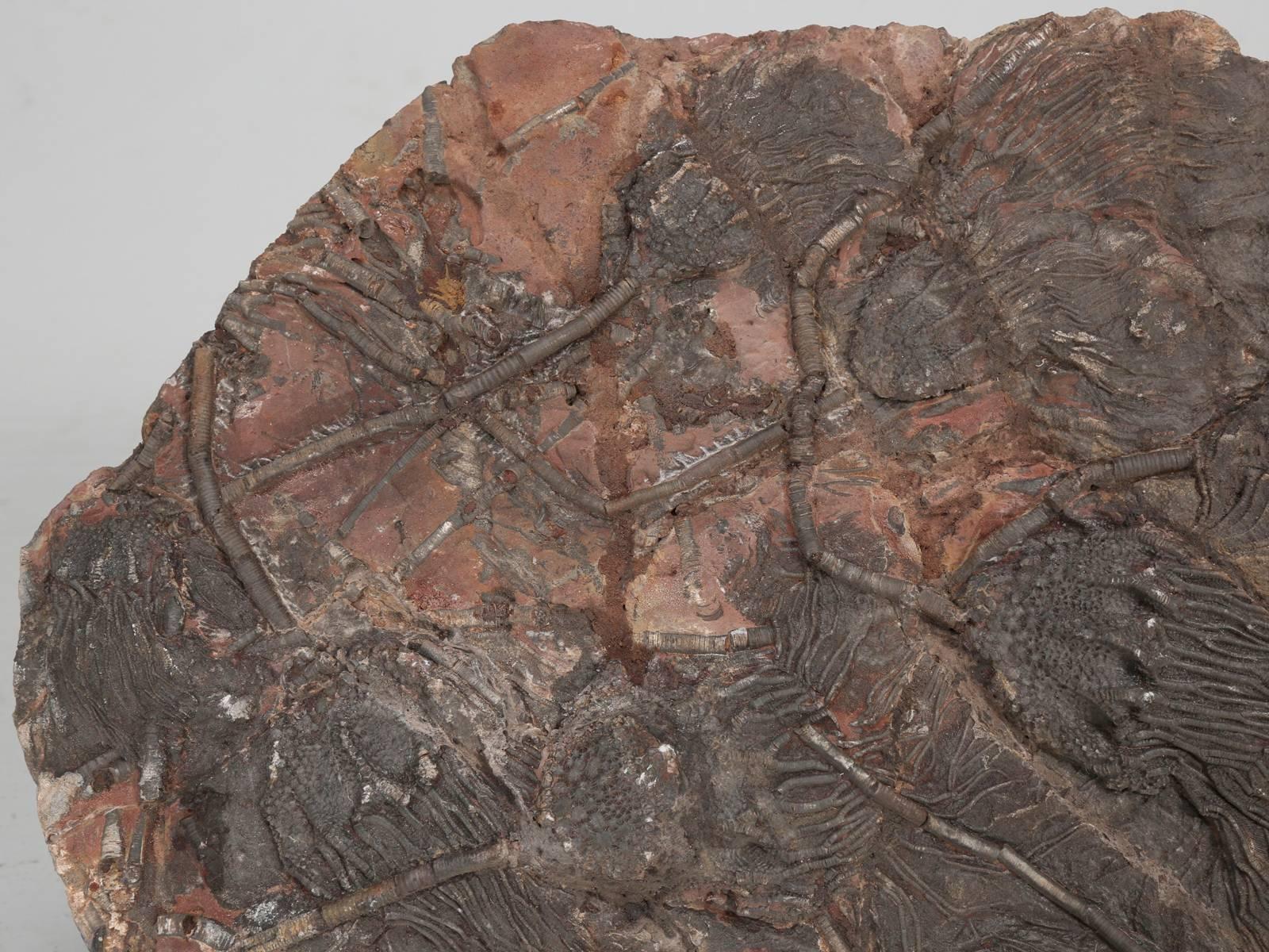 Fossil Crinoid or Scyhocrinus Elegans 350 Million Years Old In Good Condition In Chicago, IL