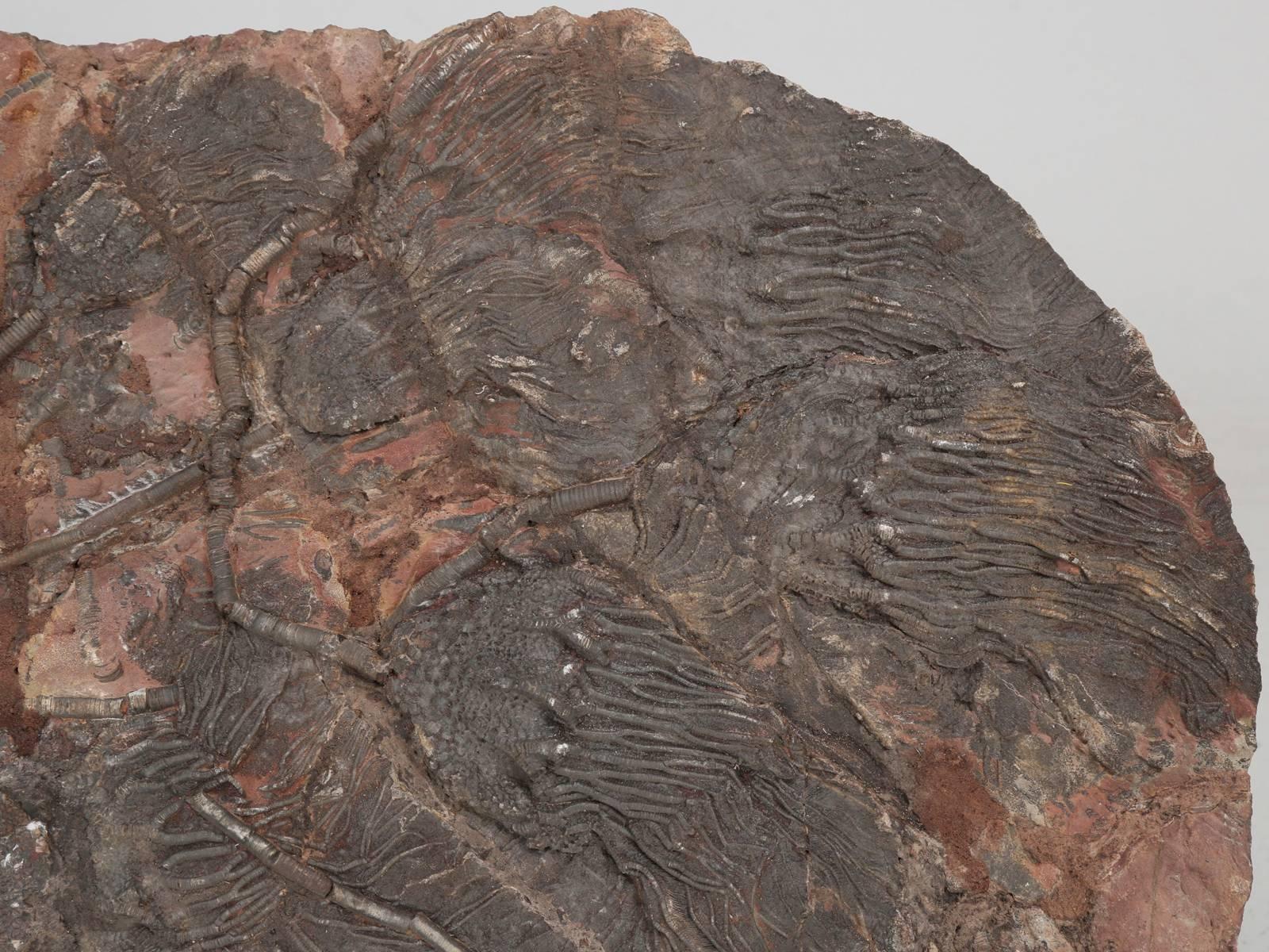18th Century and Earlier Fossil Crinoid or Scyhocrinus Elegans 350 Million Years Old