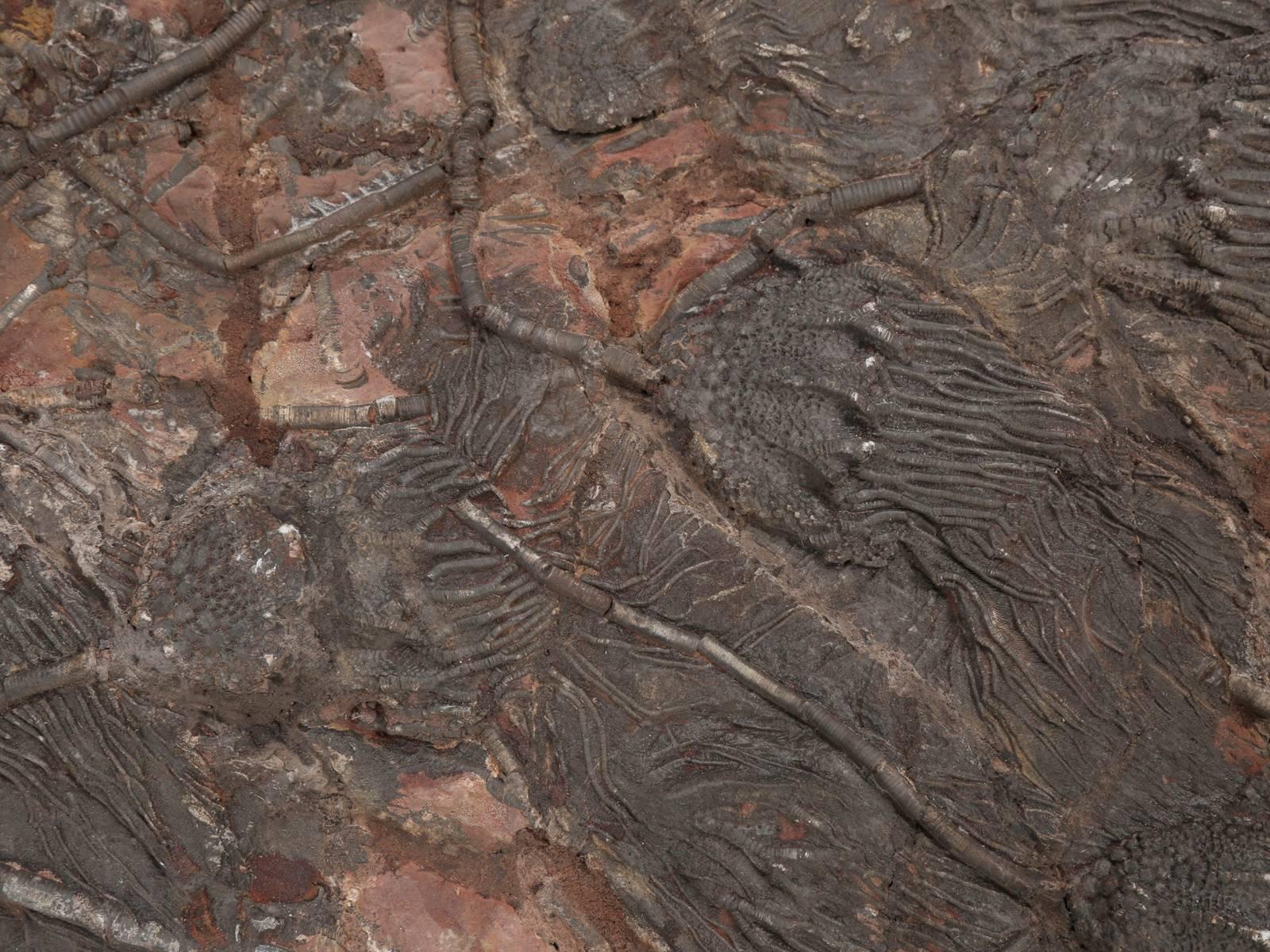 Fossil Crinoid or Scyhocrinus Elegans 350 Million Years Old 1